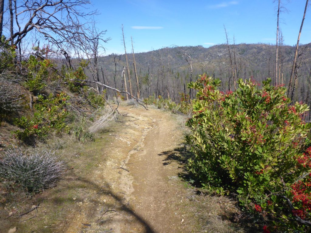 Above Salt Creek Loop junction.  D. Burk.