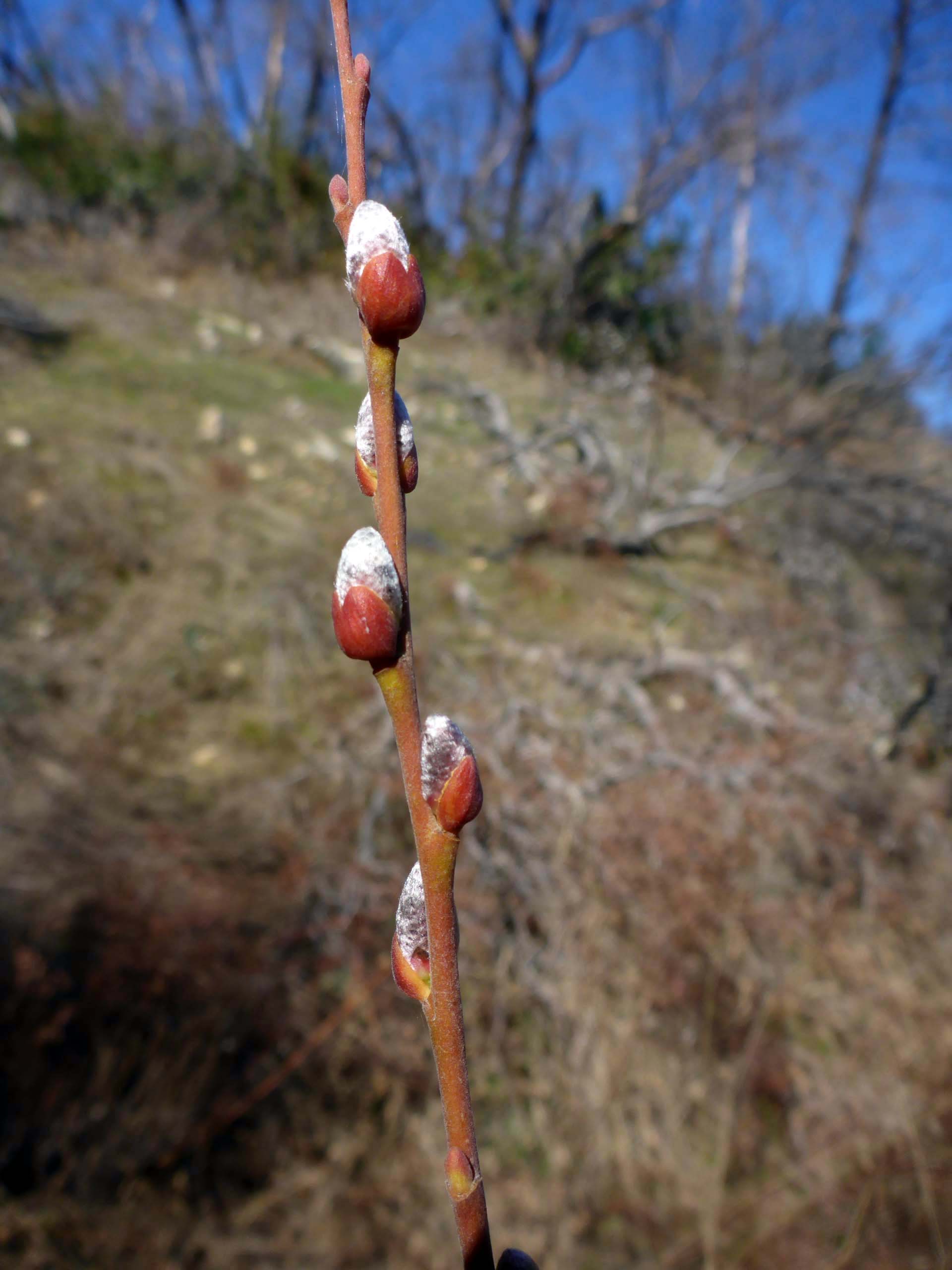 Willow buds. D. Burk.