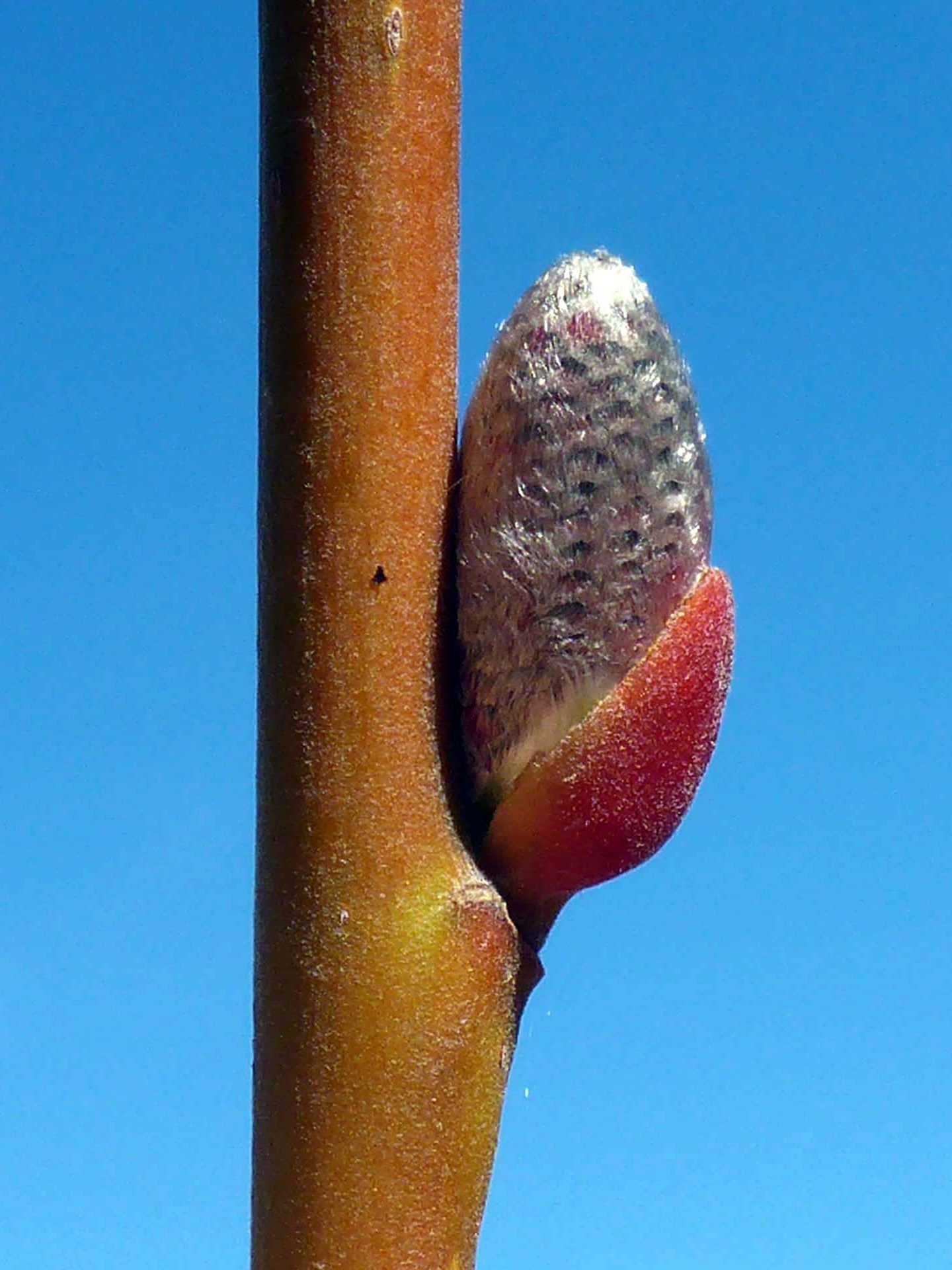 Willow bud close-up. D. Burk.