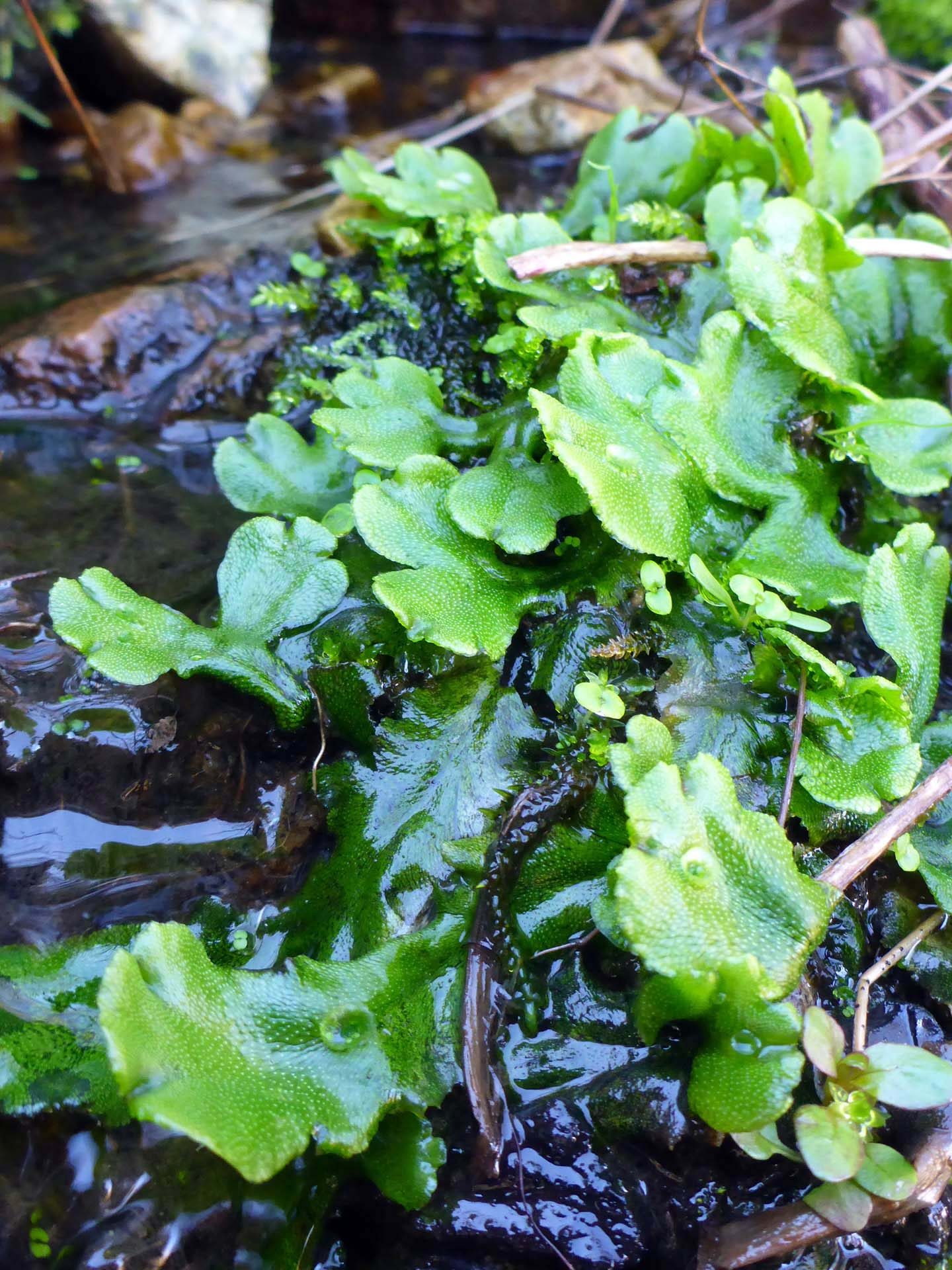 Liverworts. D. Burk.