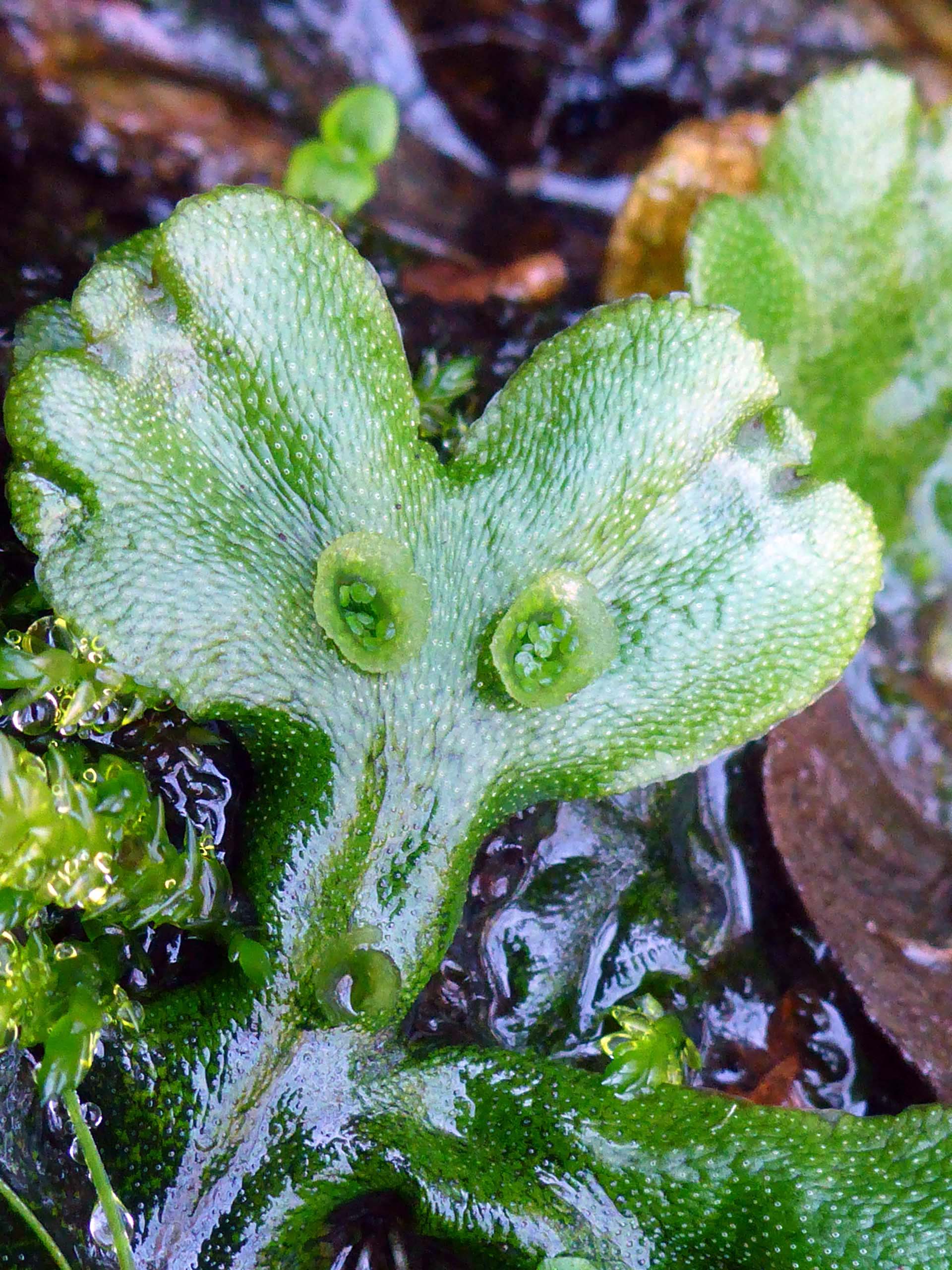 Liverwort with fruiting cups. D. Burk.