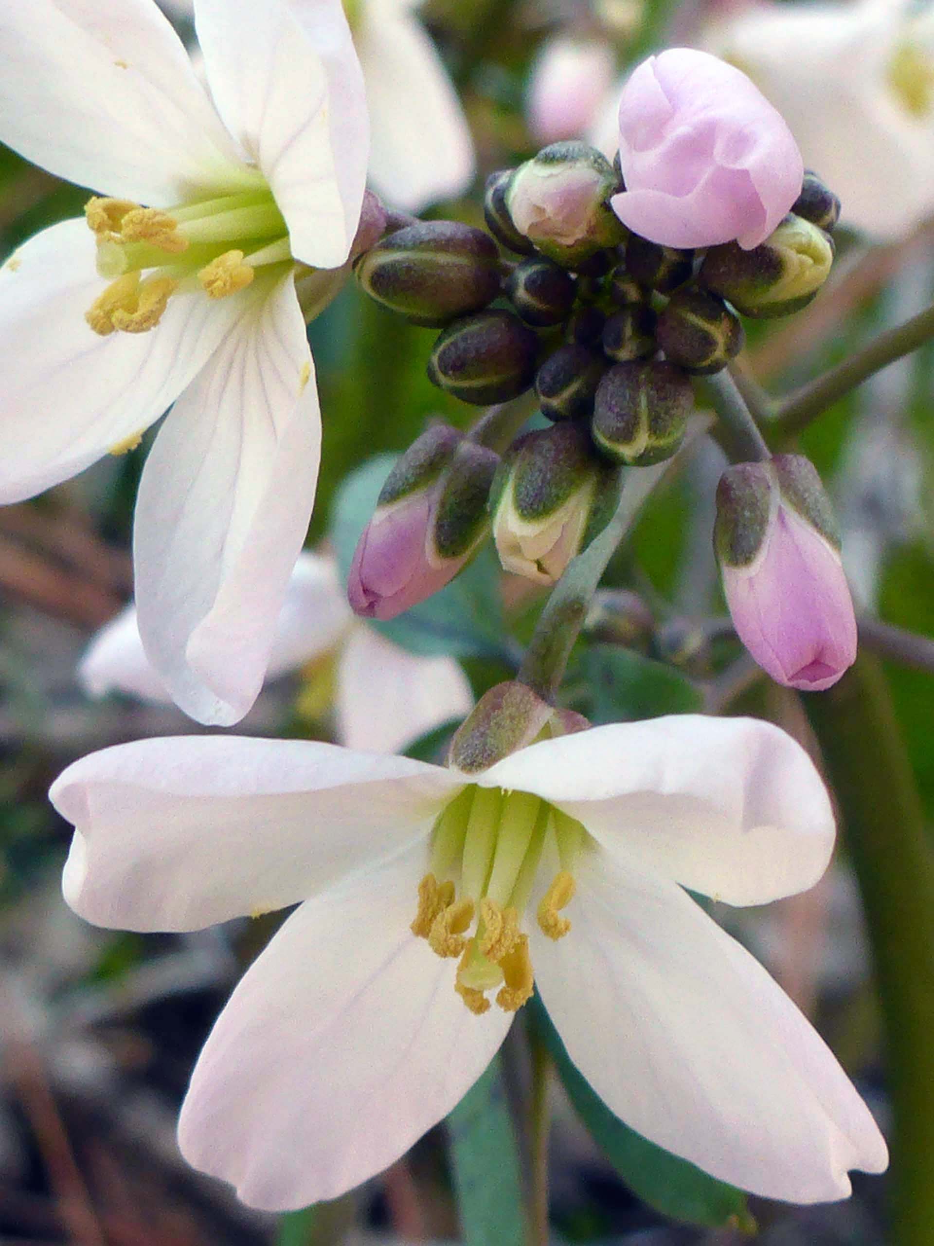 MIlkmaids close-up. D. Burk.