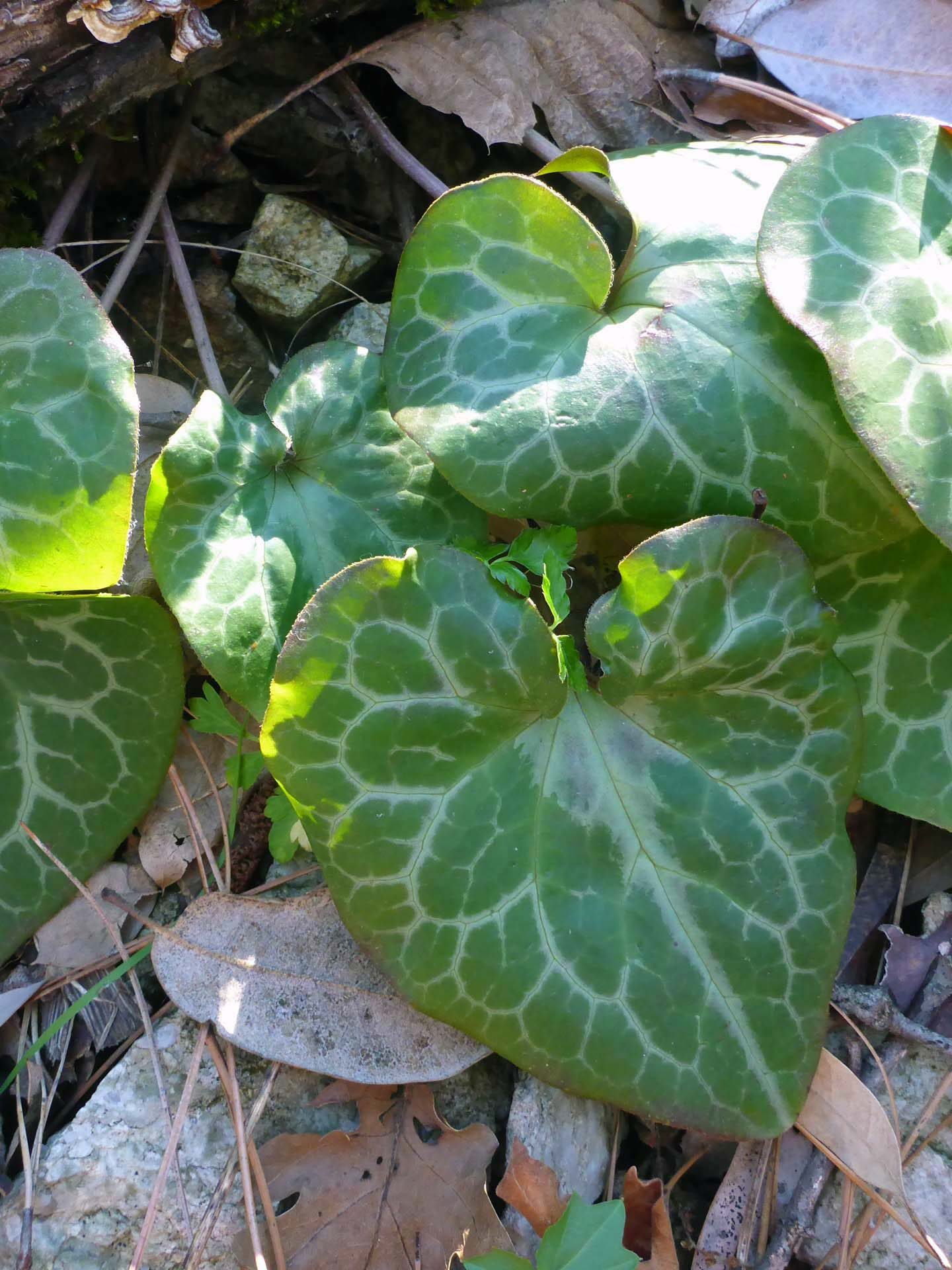 Hartweg's wild ginger leaves. D. Burk.