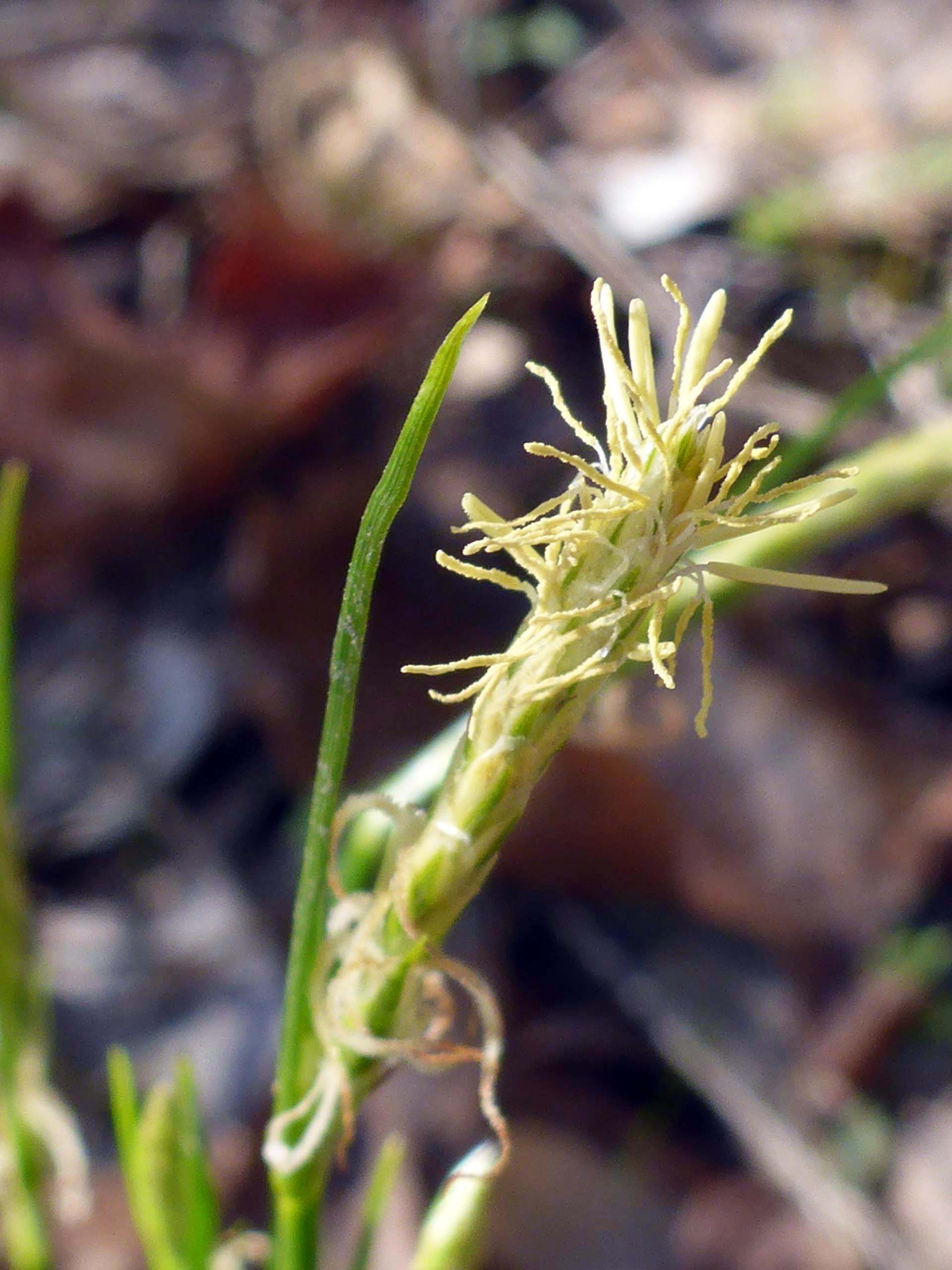 Many-stemmed sedge flowers. D. Burk.