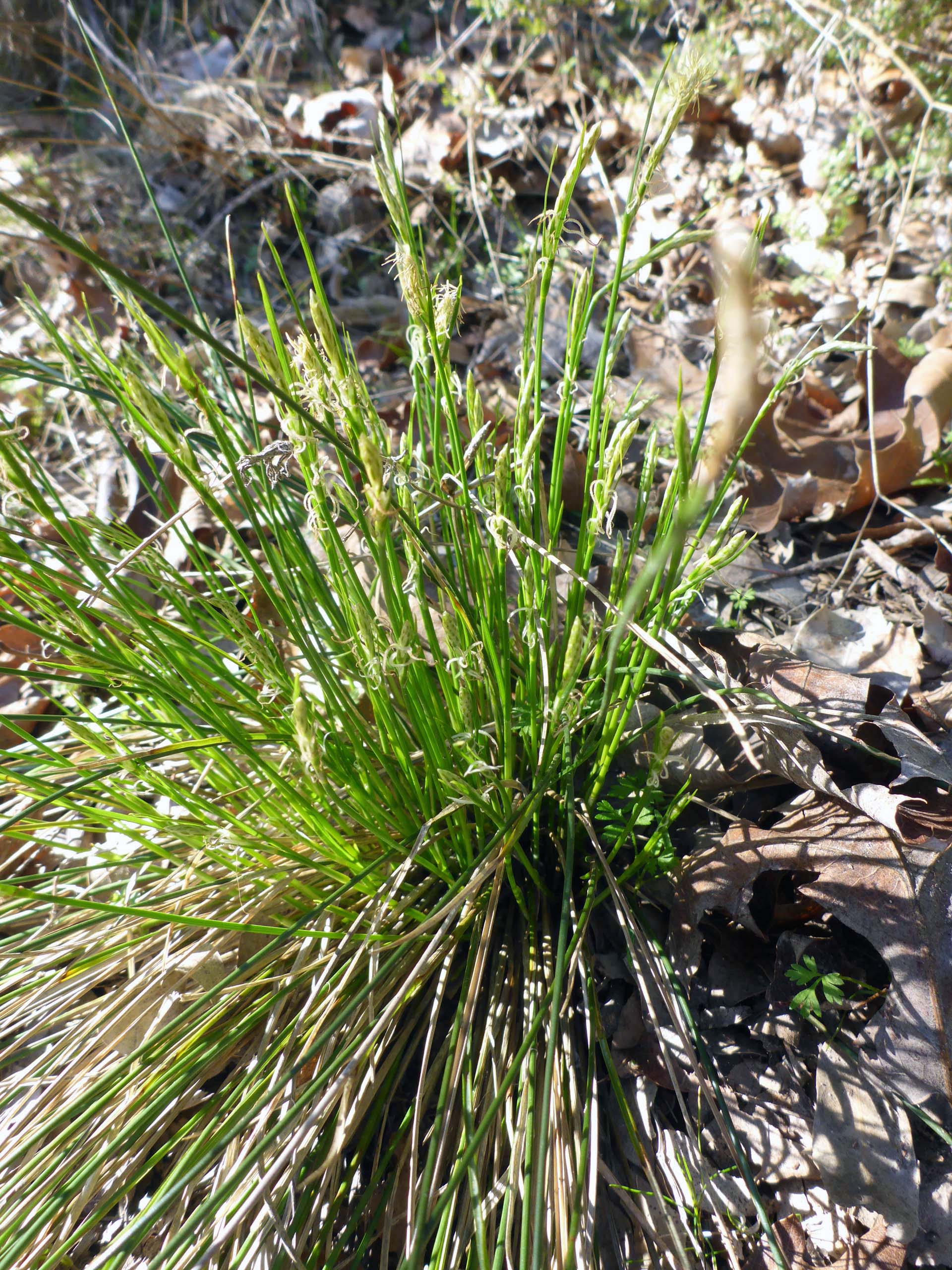 Many-stemmed sedge. D. Burk.