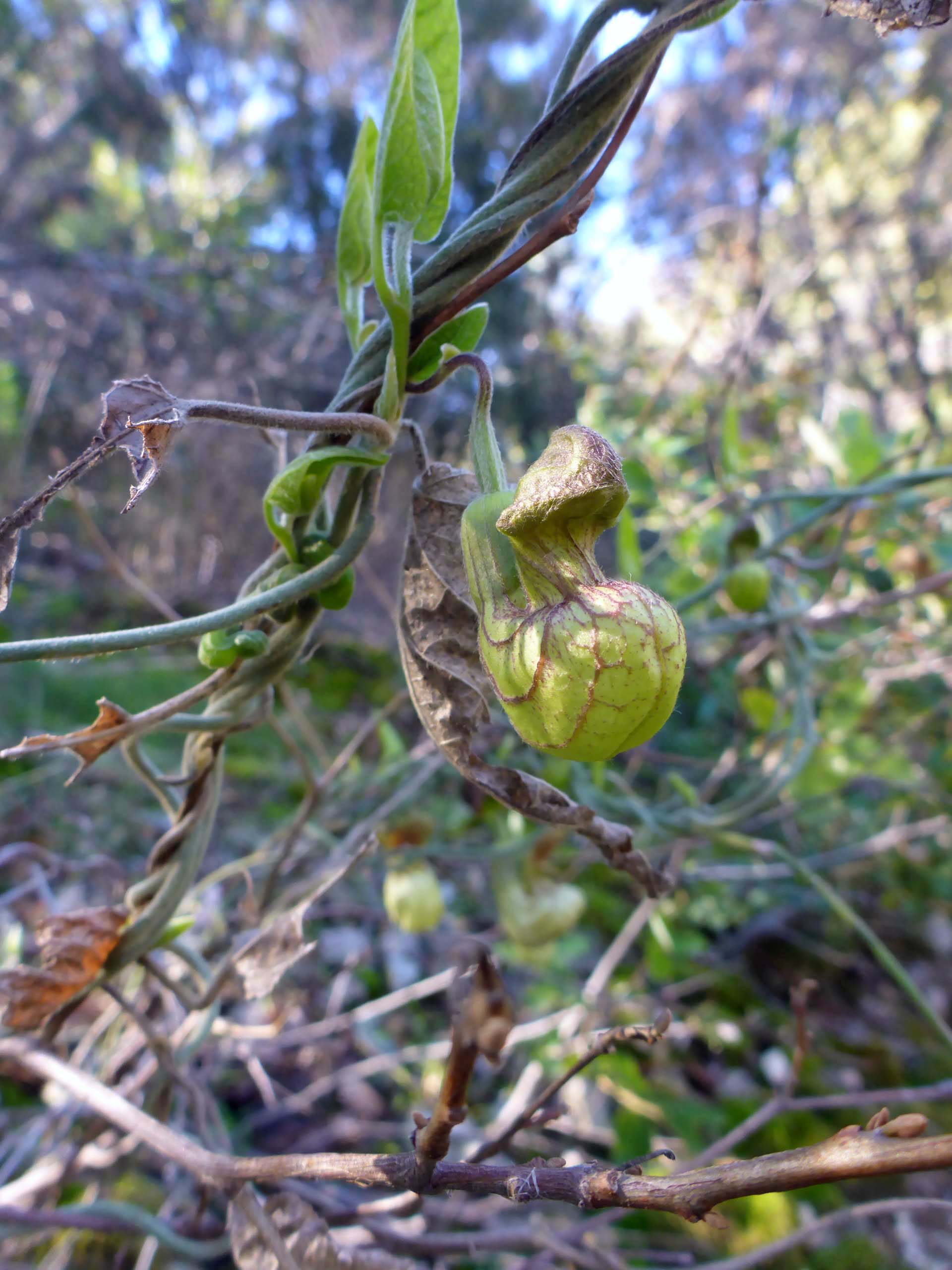 California pipevine. D. Burk.