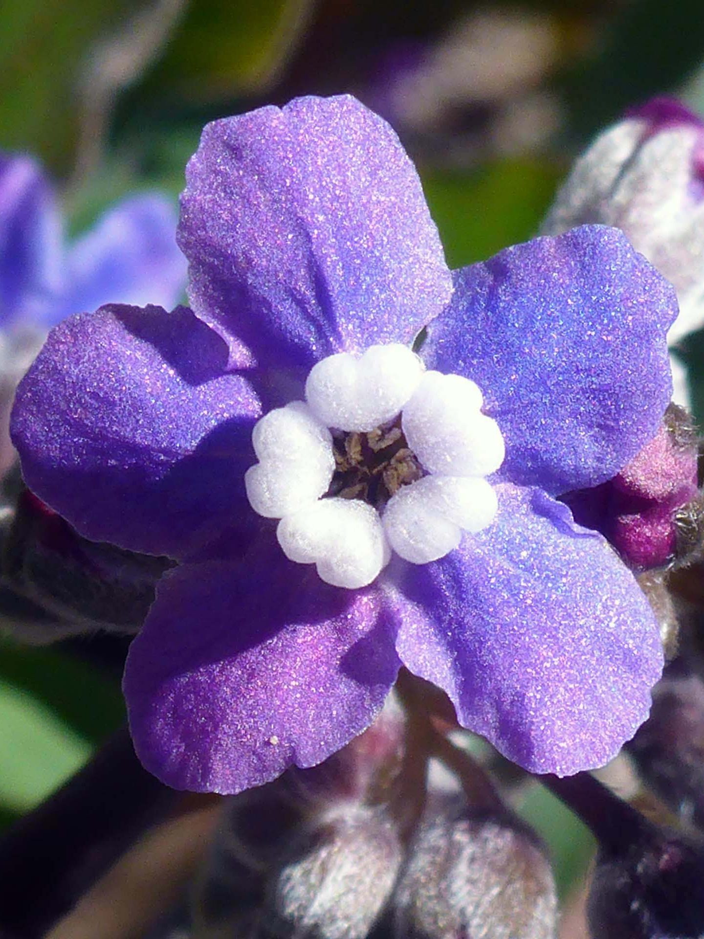 Pacific hound's-tongue close-up. D. Burk.