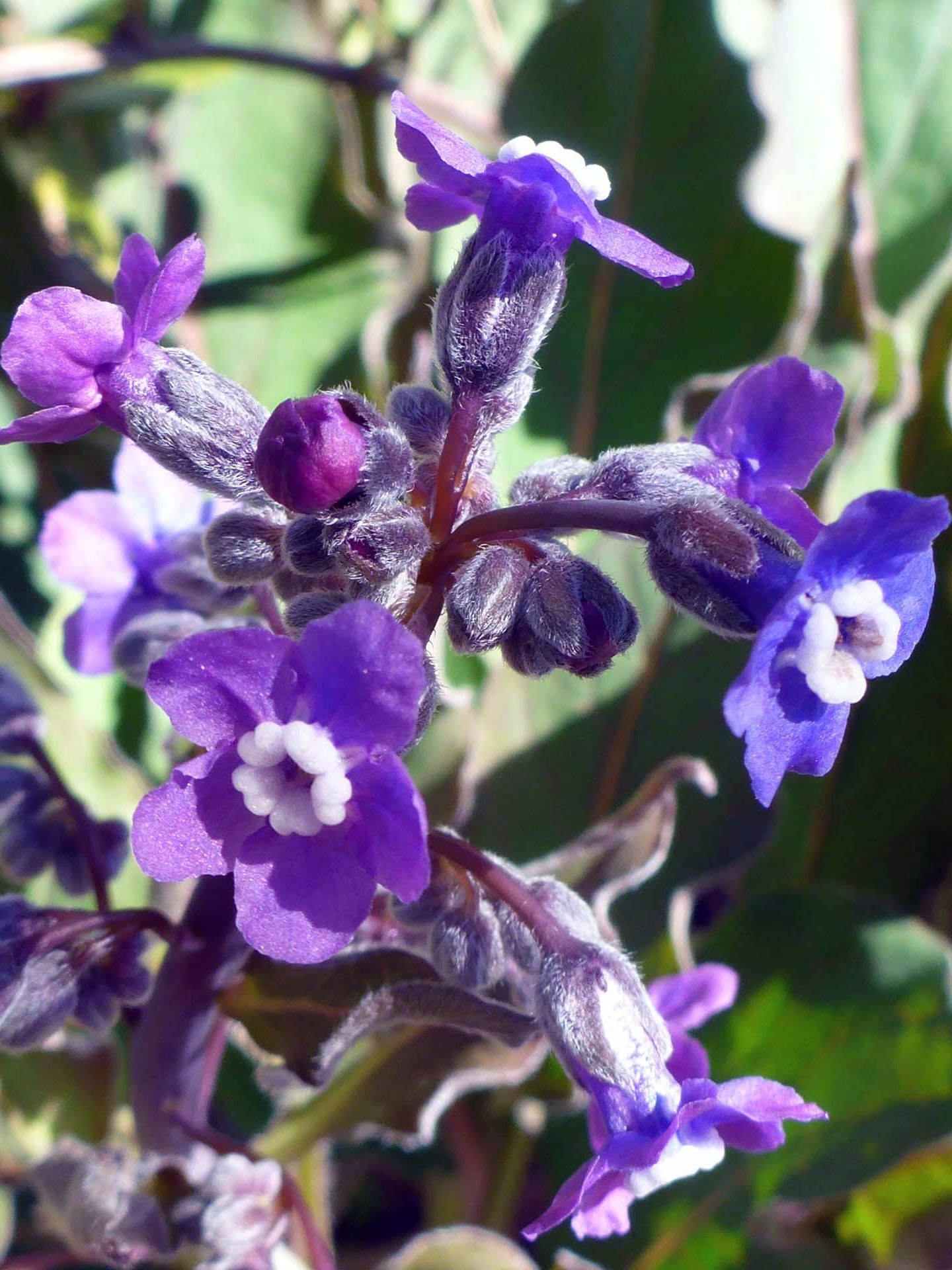 Pacific hound's-tongue inflorescence. D, Burk.