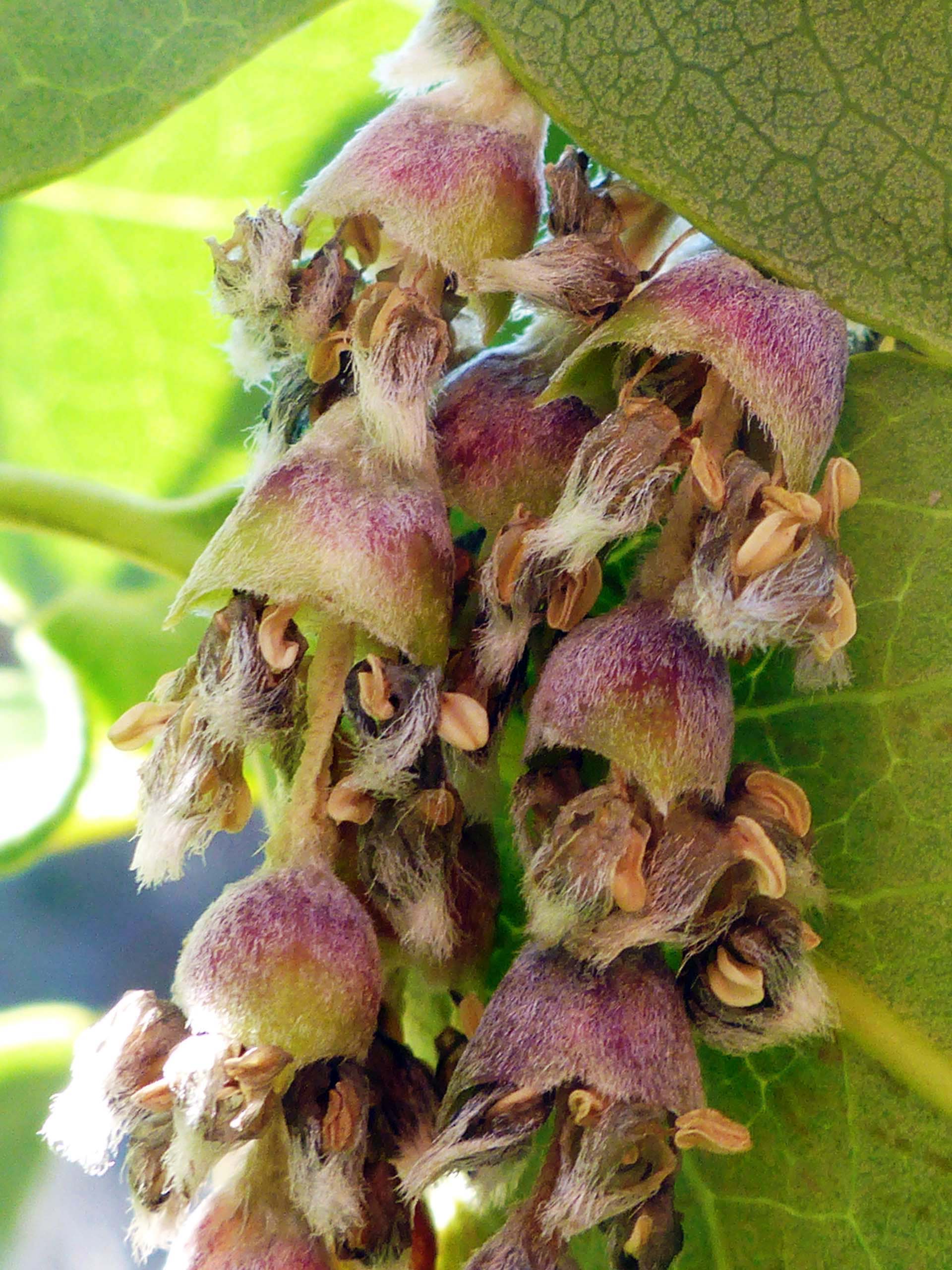 Silk tassel flowers close up. D. Burk.