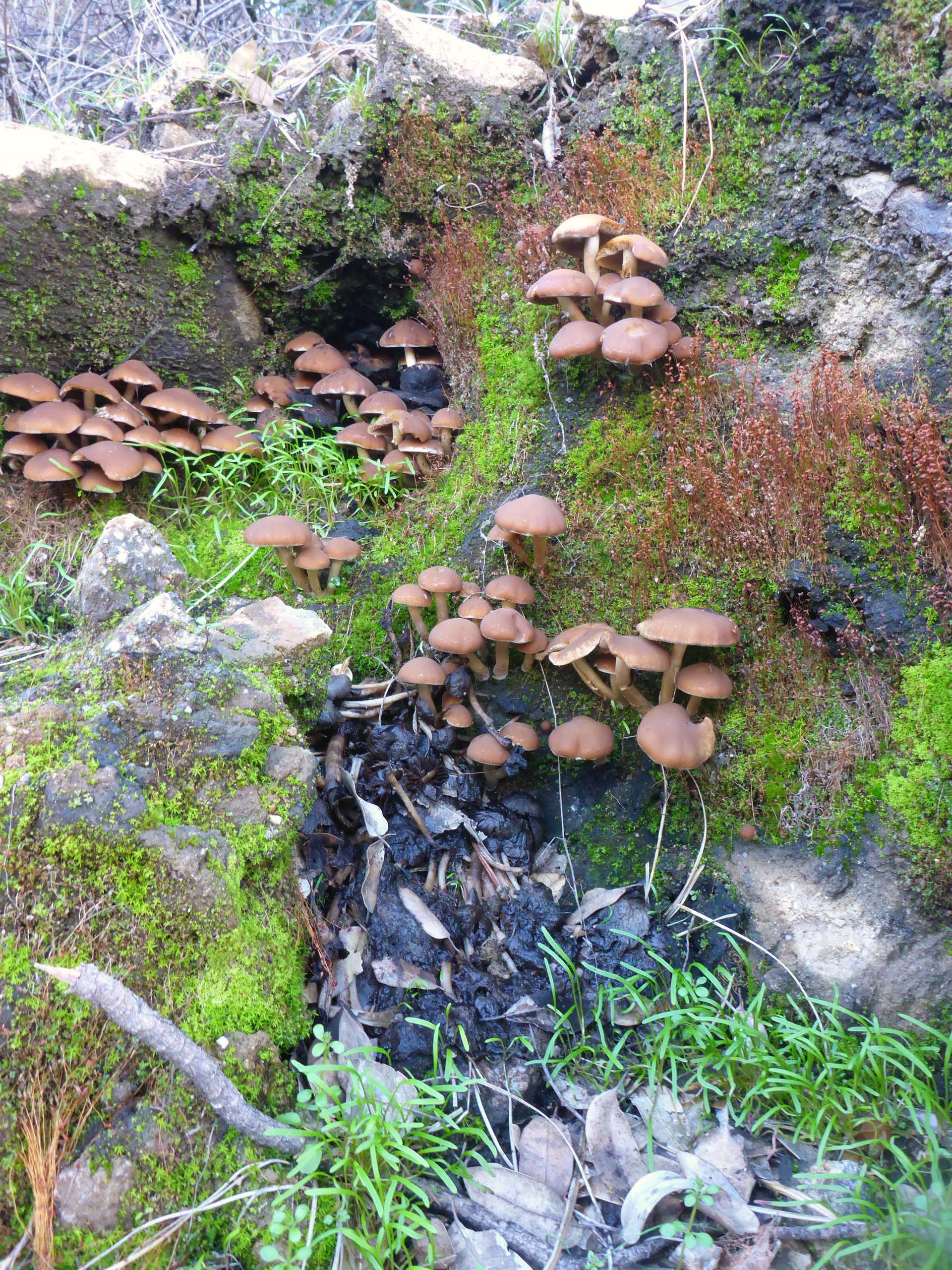 Mushrooms and mosses. D. Burk.