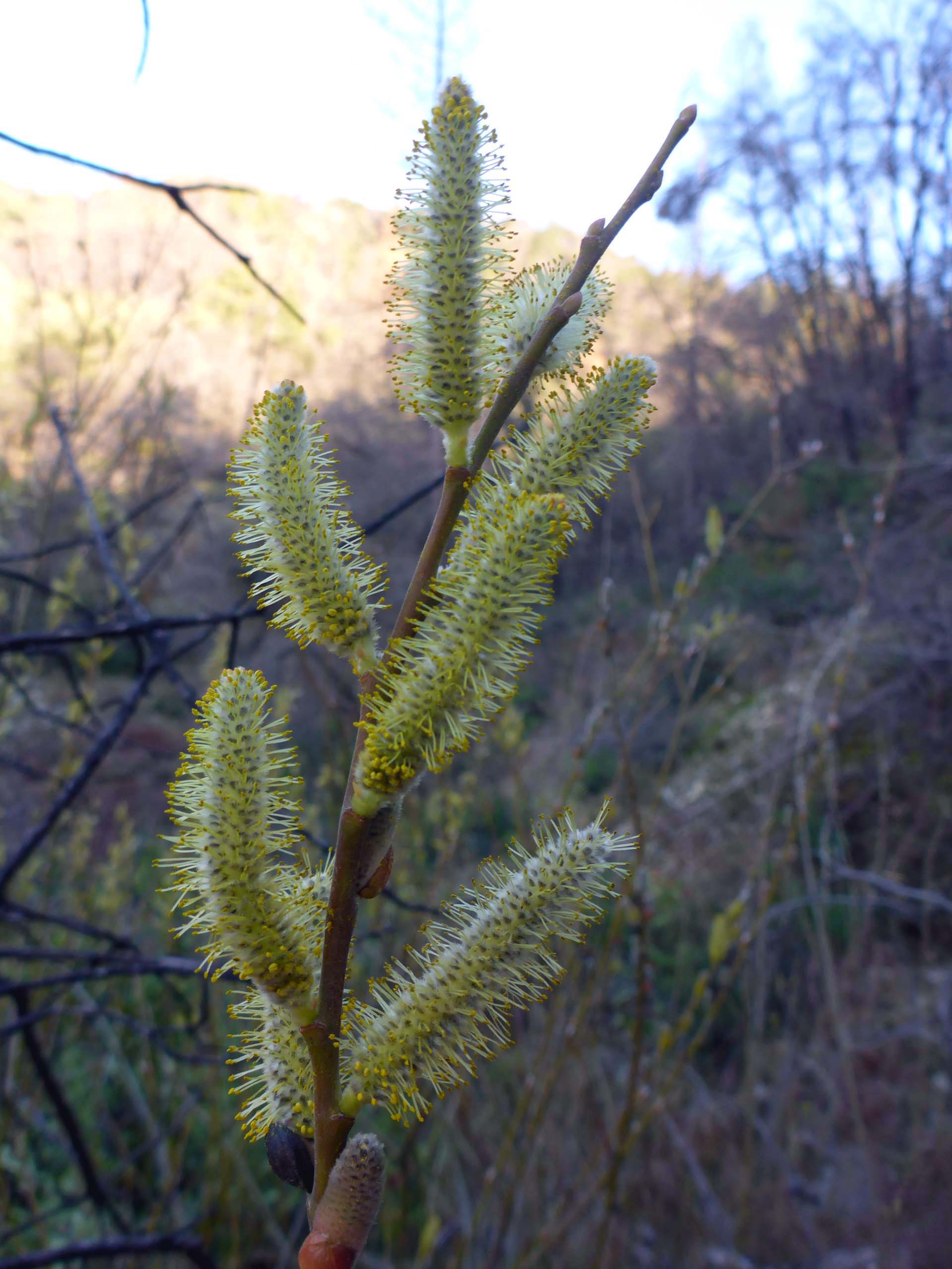 Older willow flowers. D. Burk.