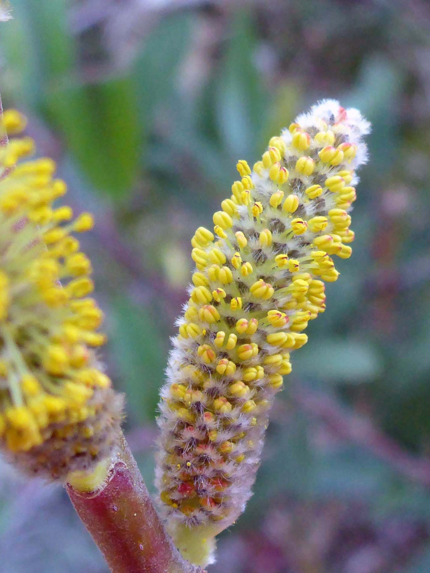 Willow flowers close-up. D. Burk.