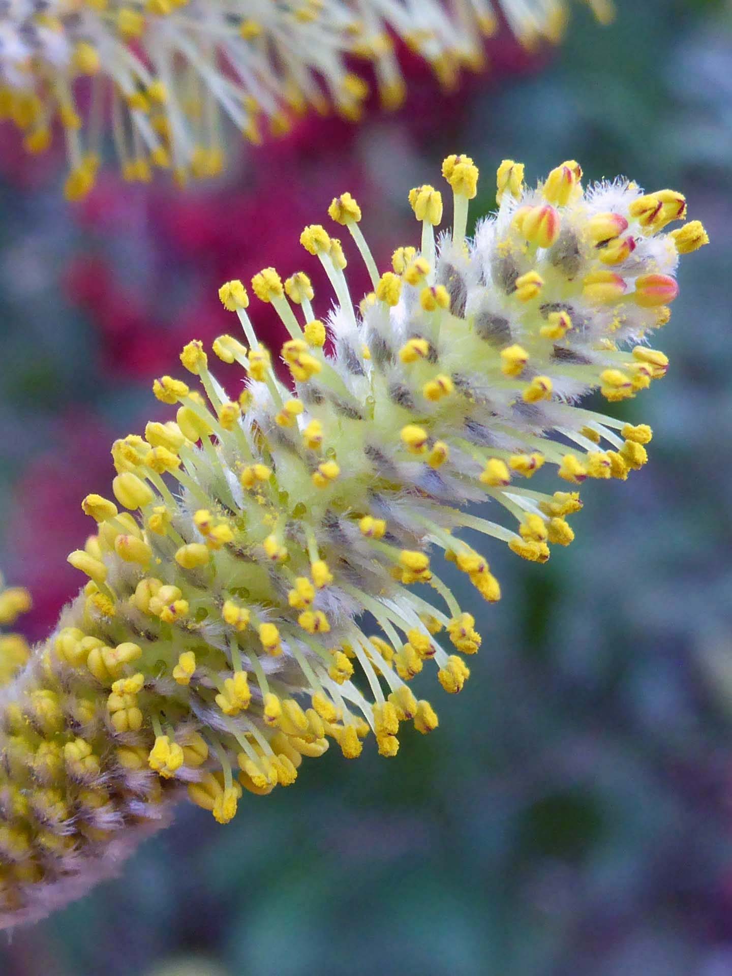 Willow flowers close-up. D. Burk.