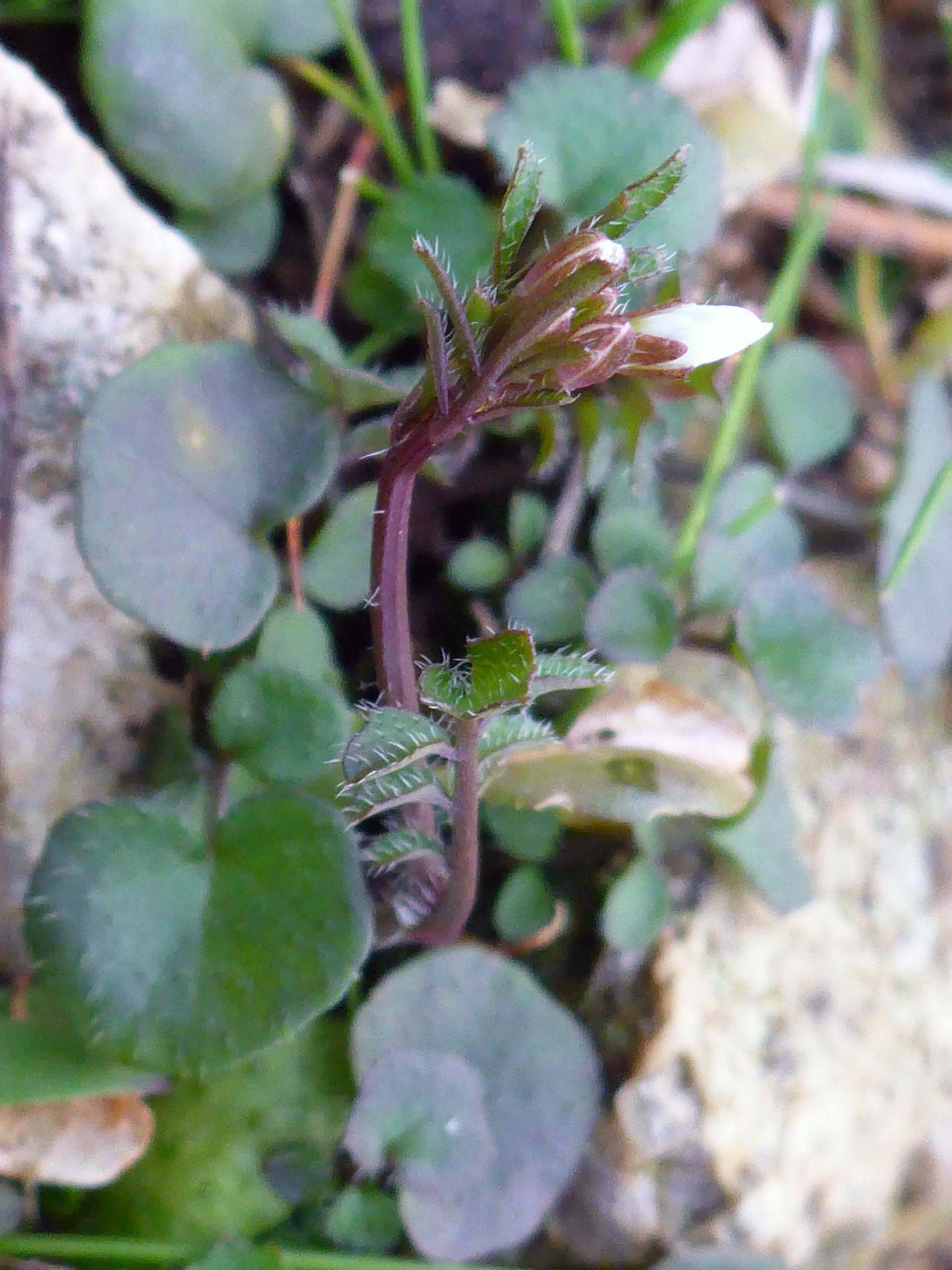 Western bittercress close-up. D. Burk.