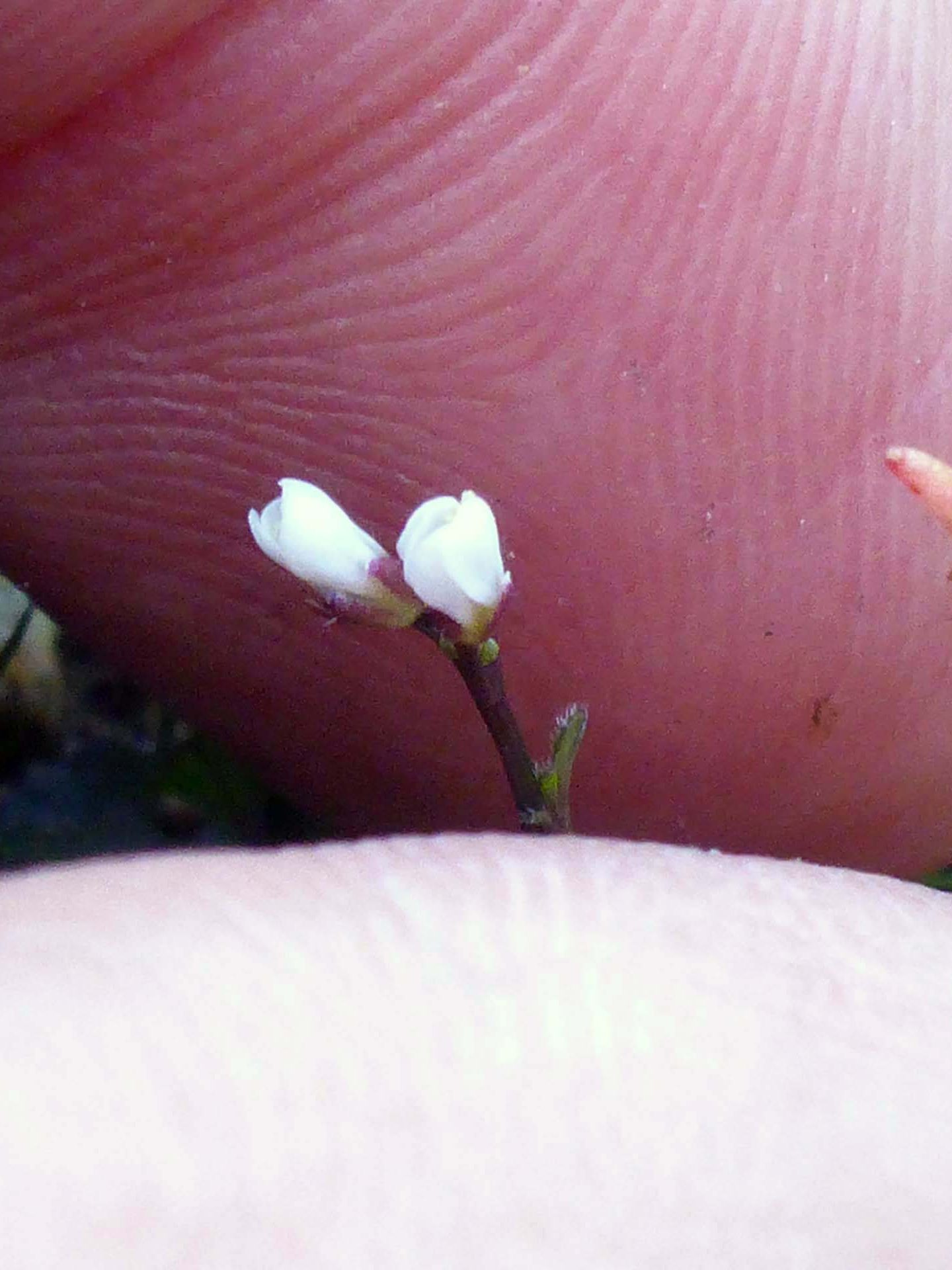 Western bittercress. D. Burk.