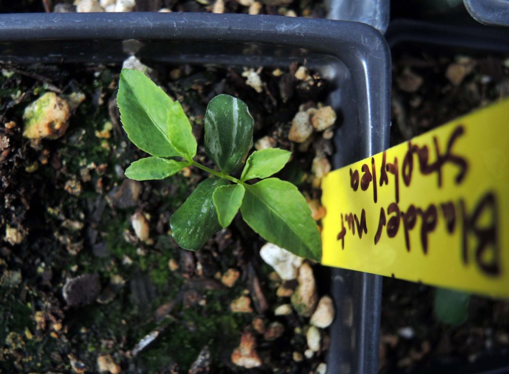 Sierra bladdernut seedling. M. Widdowson.