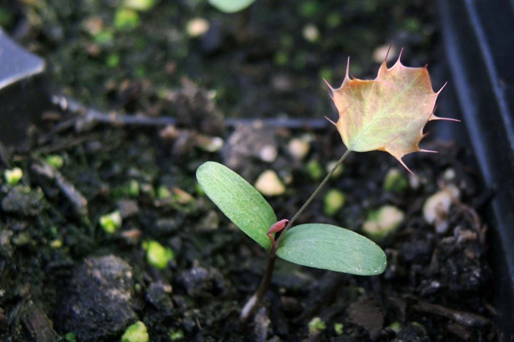 Nevin’s barberry seedling. M. Widdowson.