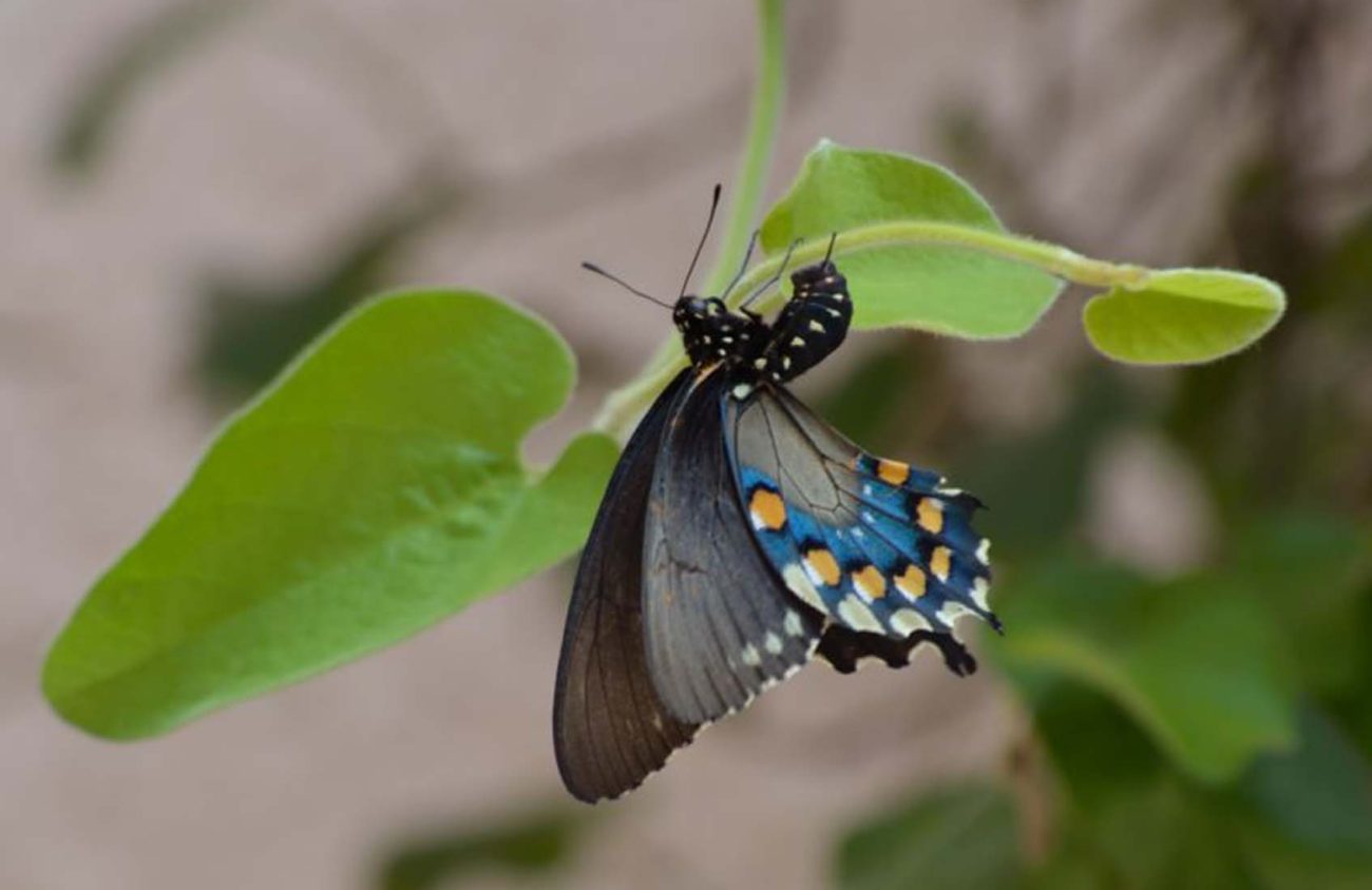 Pipvine swallowtail on pipvine. S. Gallaugher.