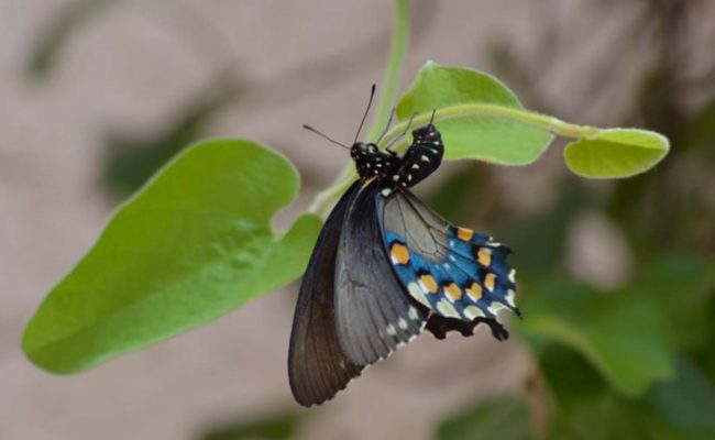 Pipvine swallowtail on pipvine. S. Gallaugher.