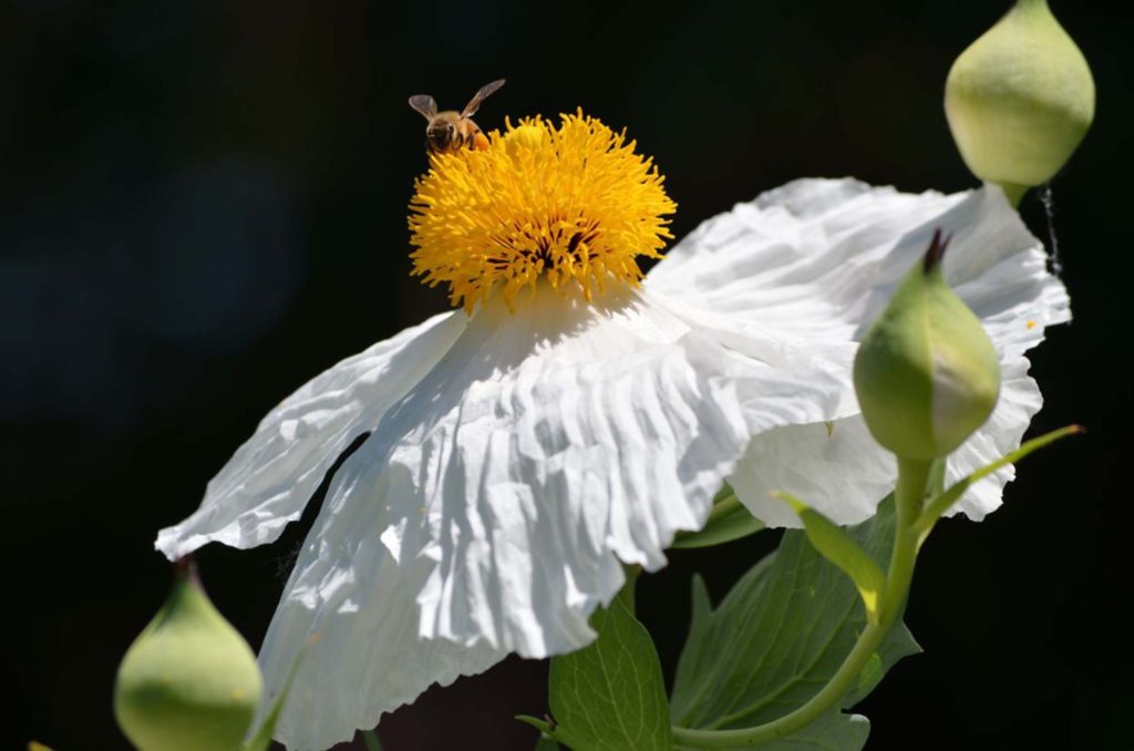 Matilija poppy. S. Gallauhger.