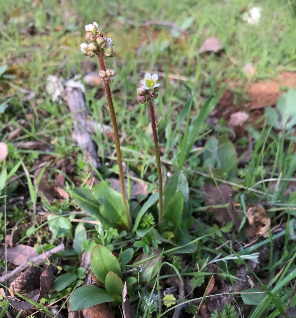 California saxifrage. S. Libonati-Barnes.