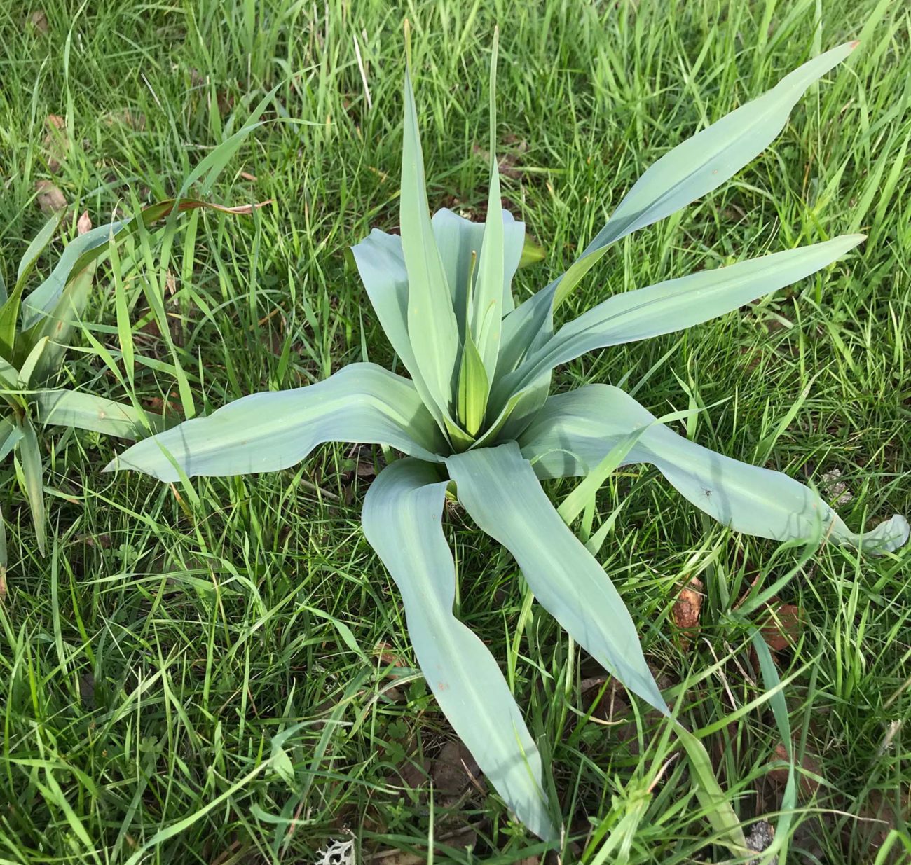 Wavy-leaved soap-plant. S. Libonati-Barnes.