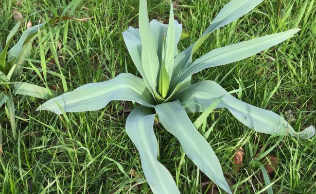 Wavy-leaved soap-plant. S. Libonati-Barnes.