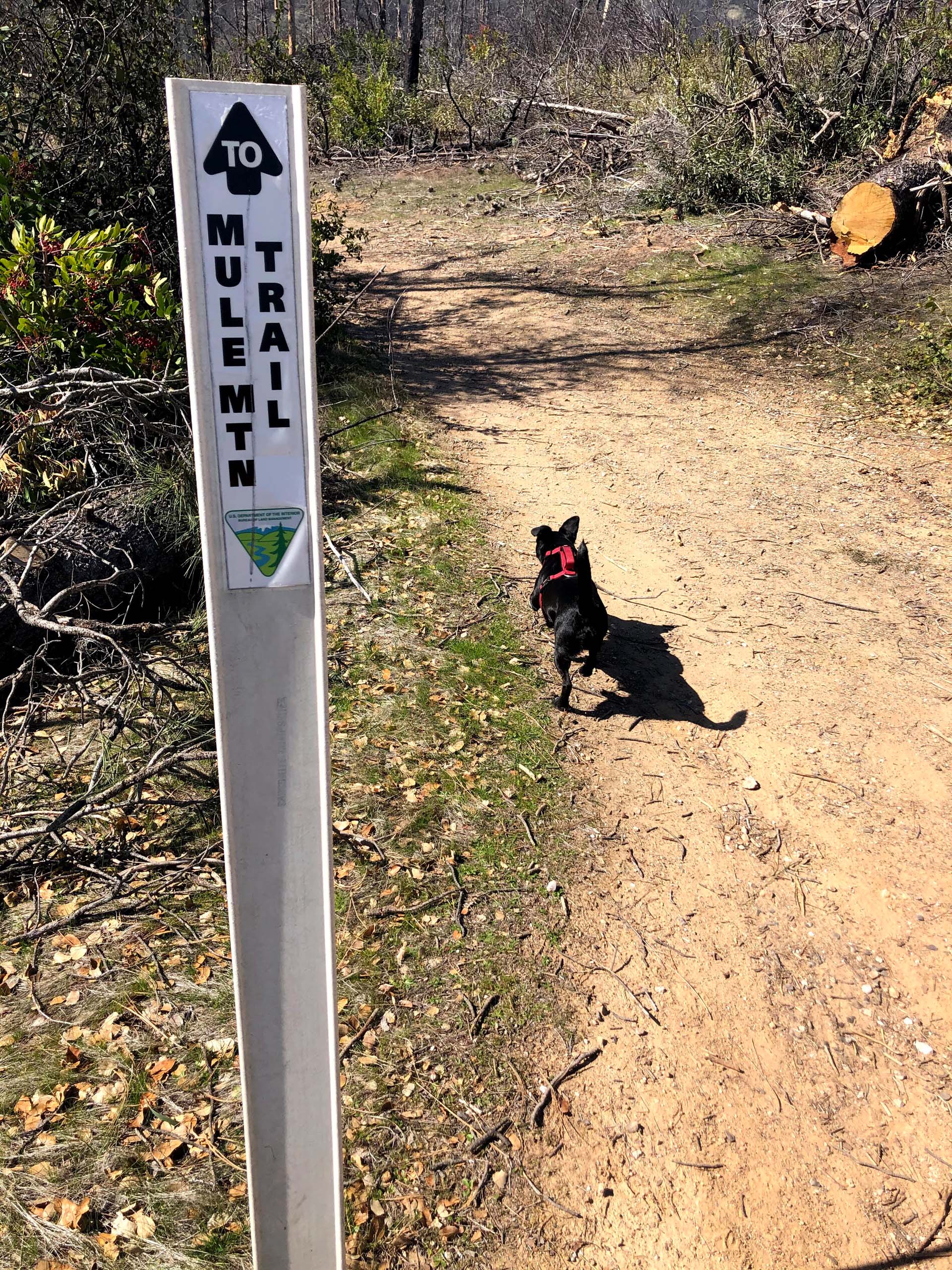 Baxter on the trail. C. Harvey.