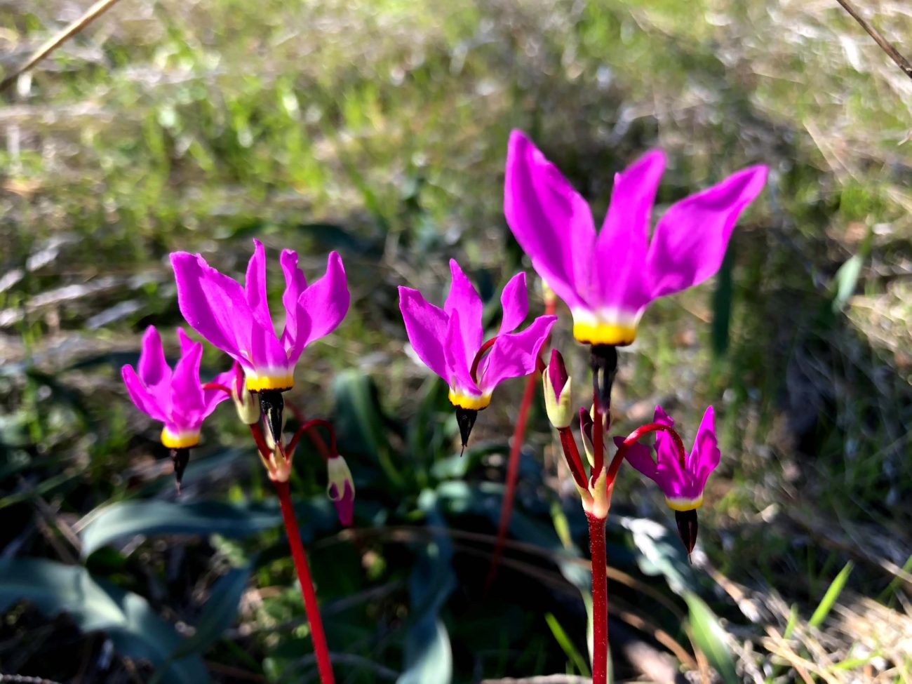 Henderson's shootingstars. C. Harvey. Swasey RA.