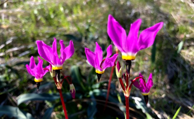Henderson's shootingstars. C. Harvey. Swasey RA.