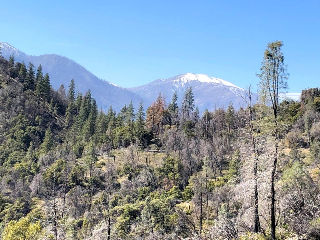Shasta Bally. C. Harvey.