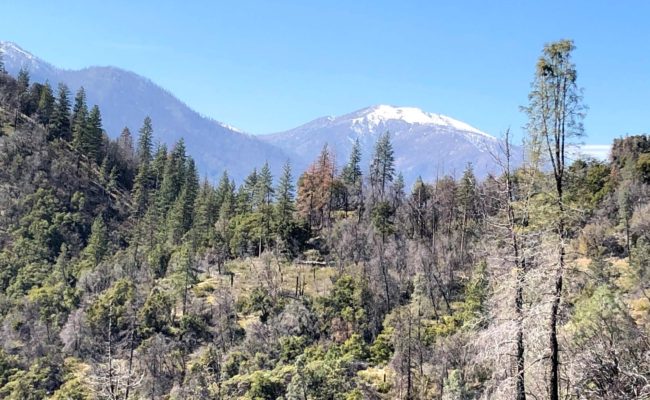 Shasta Bally. C. Harvey.