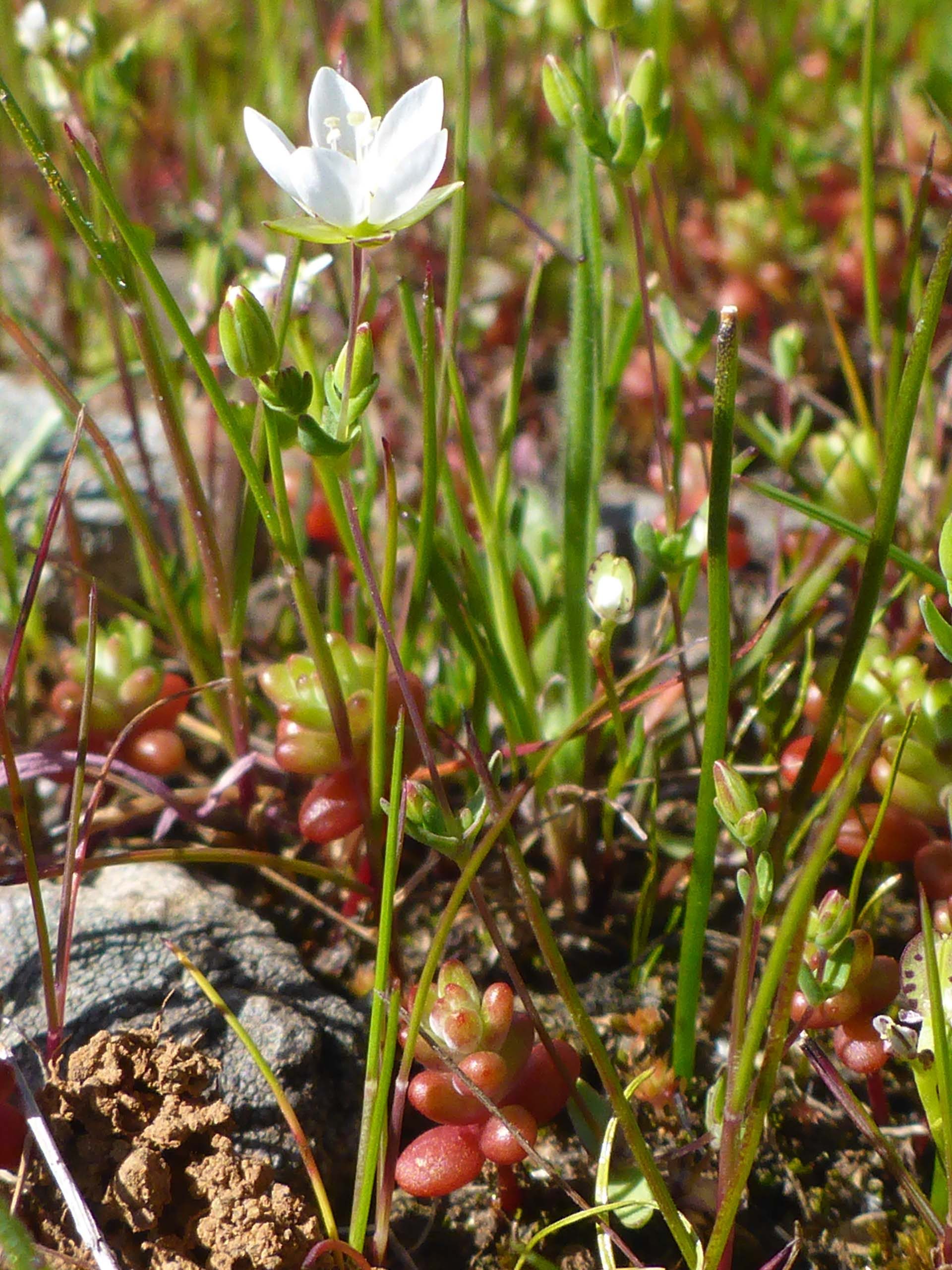 California sandwort, shining pepper-grass, and pigmyweed. D, Burk.