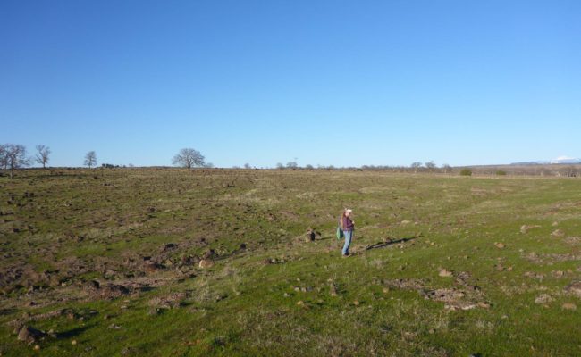 Hog Lake Plateau. D. Burk.