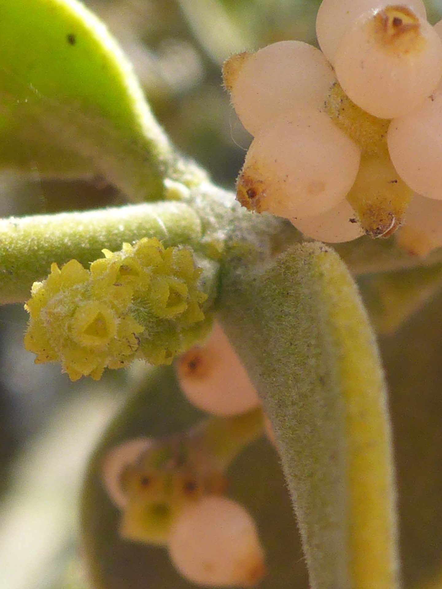 Hairy mistletoe flowers and fruits. D. Burk.