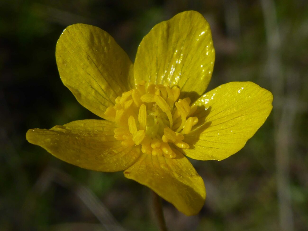 Western buttercup. D. Burk.