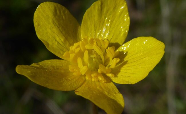 Western buttercup. D. Burk.