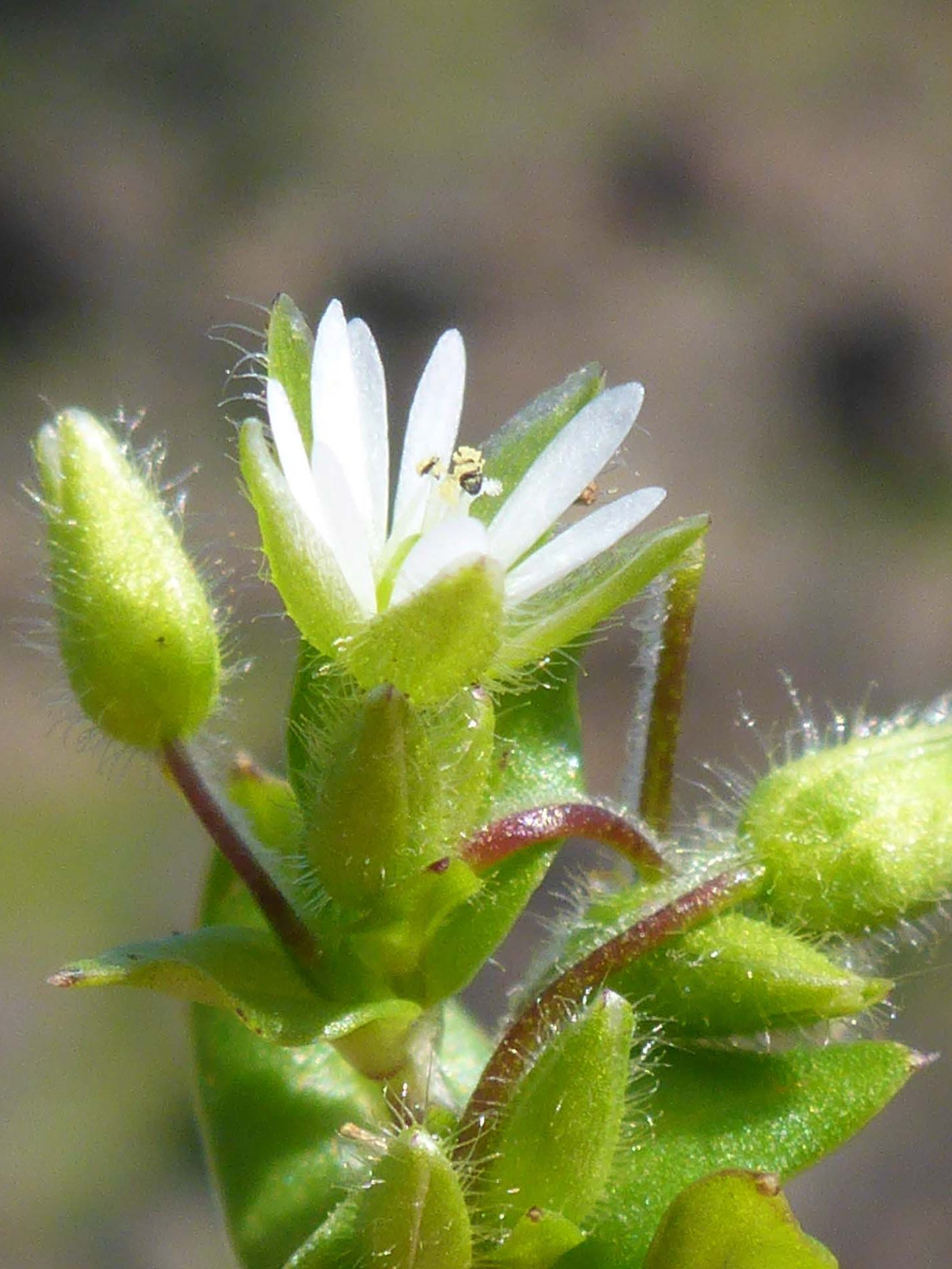 Common chickweed. D. Burk.