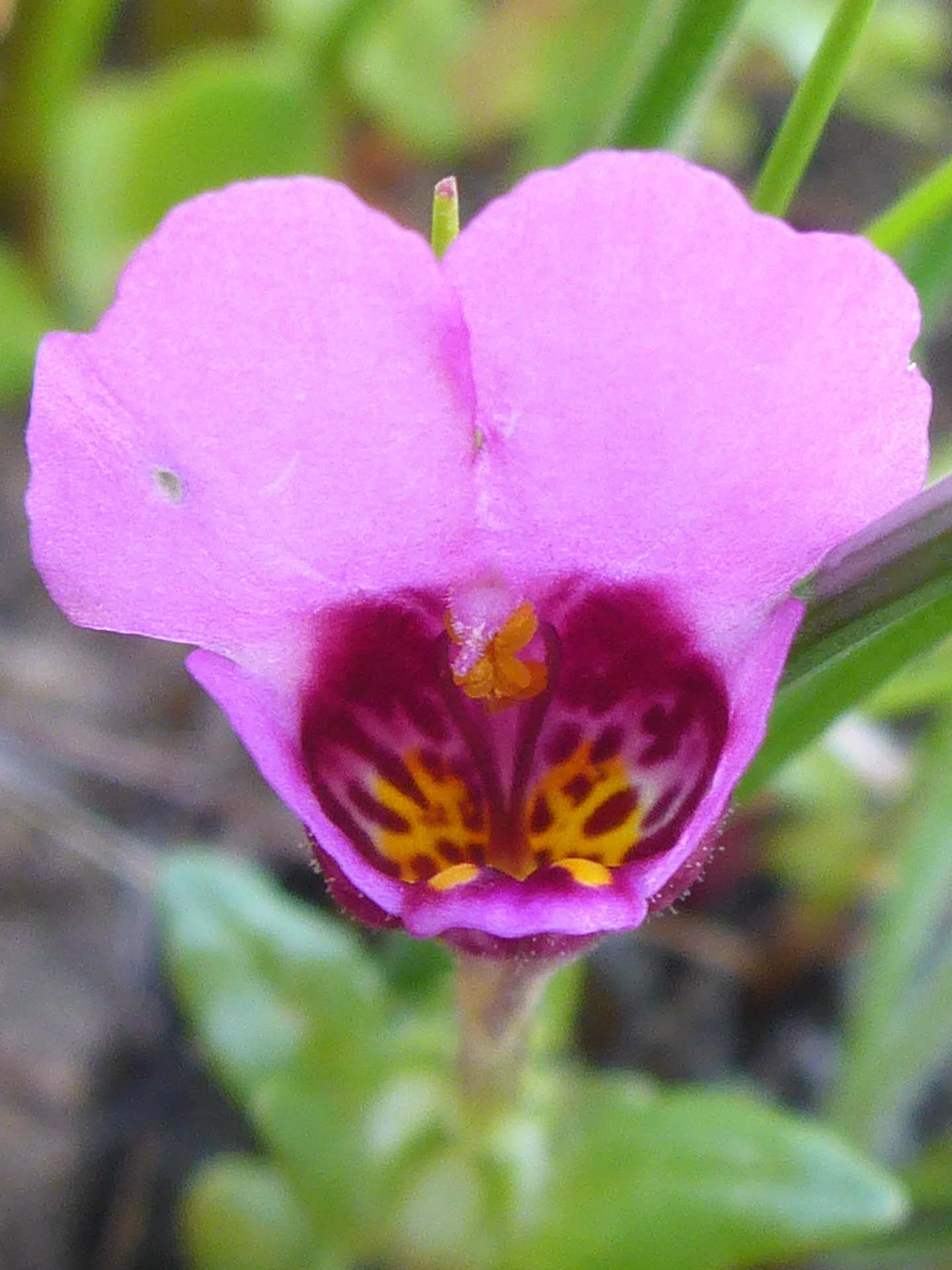 Purple mouse-ears close-up. D. Burk.