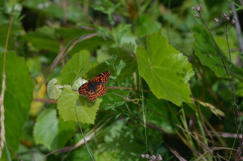 Butterfly. S. Gallaugher.