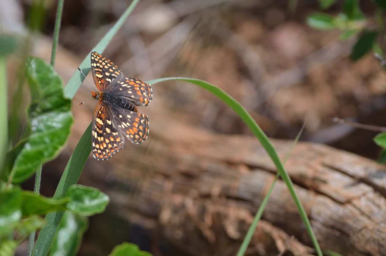 Butterfly. S. Gallaugher.