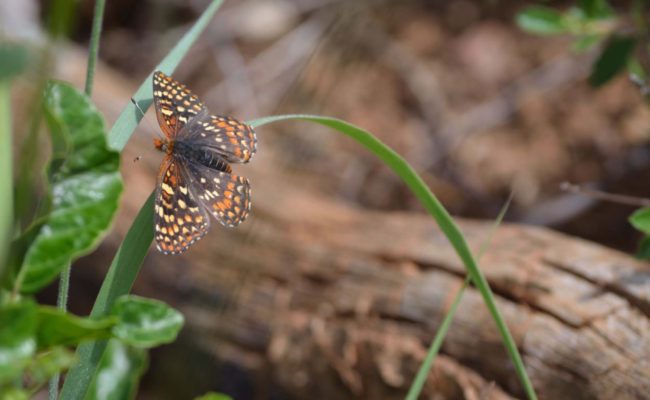 Butterfly. S. Gallaugher.