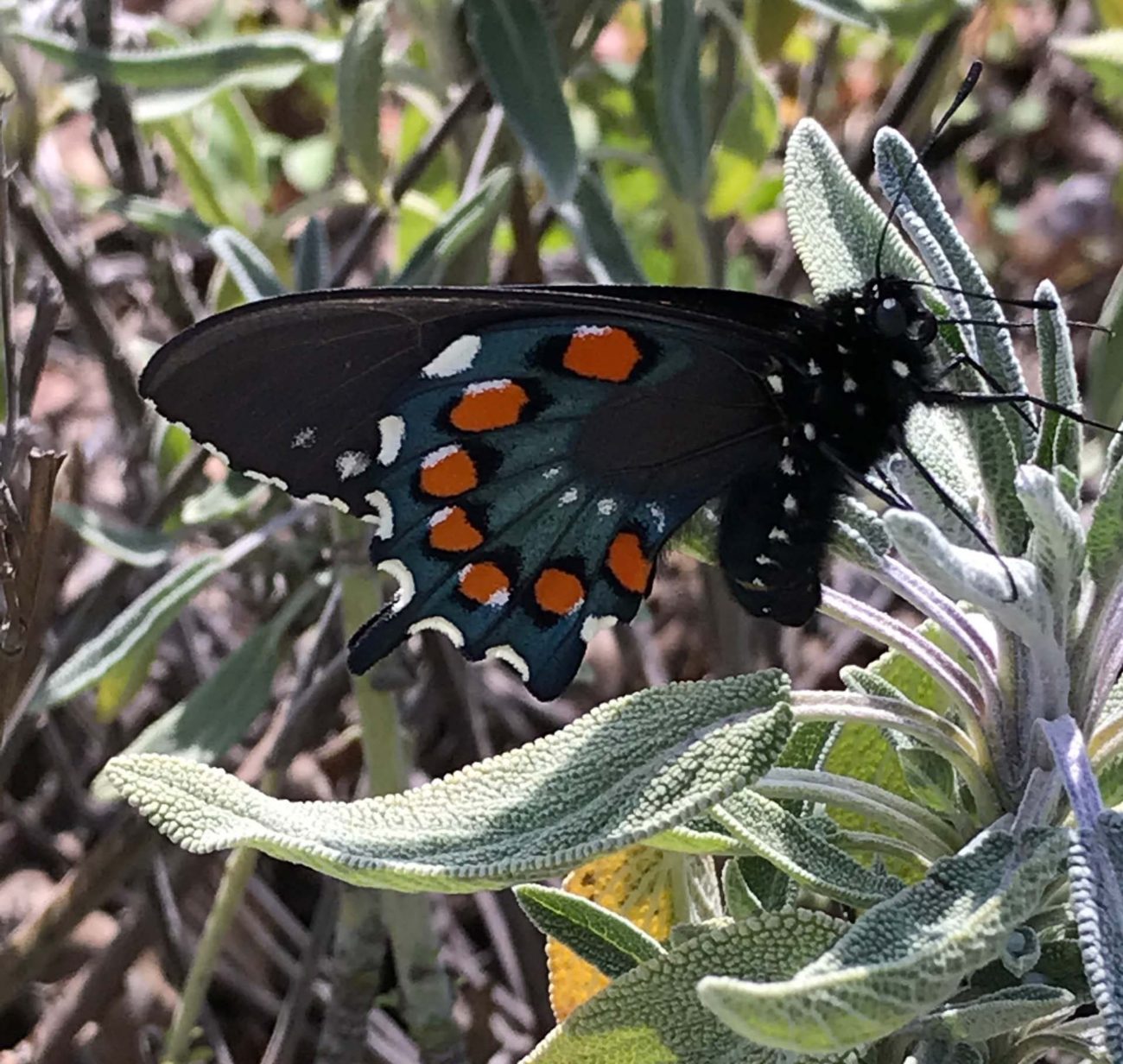 Pipevine swallowtail butterfly on sage. S. Libonati-Barnes.