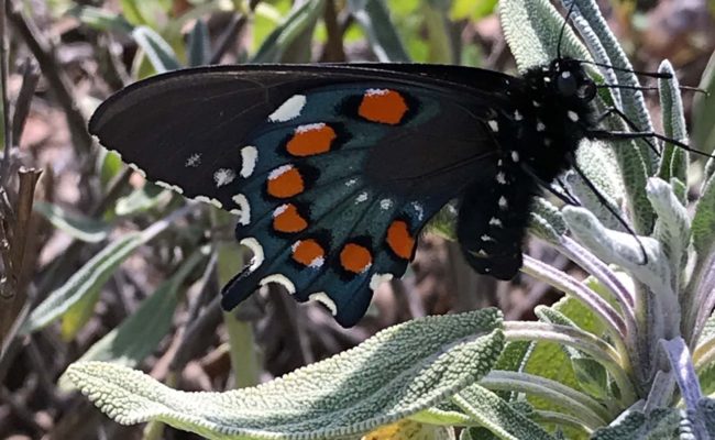 Pipevine swallowtail butterfly on sage. S. Libonati-Barnes.