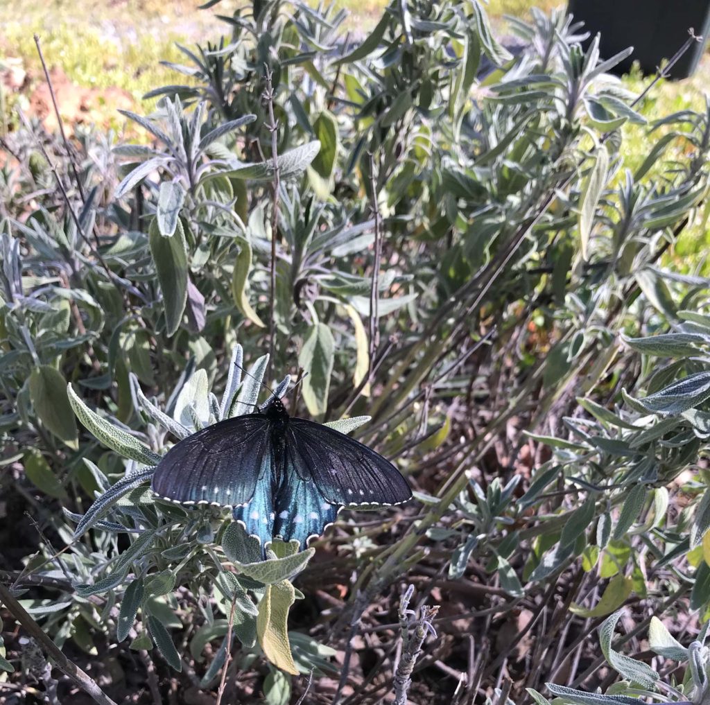 Pipevine swallowtail butterfly. S. Libonati-Barnes.