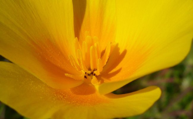 California poppy. D. Burk.