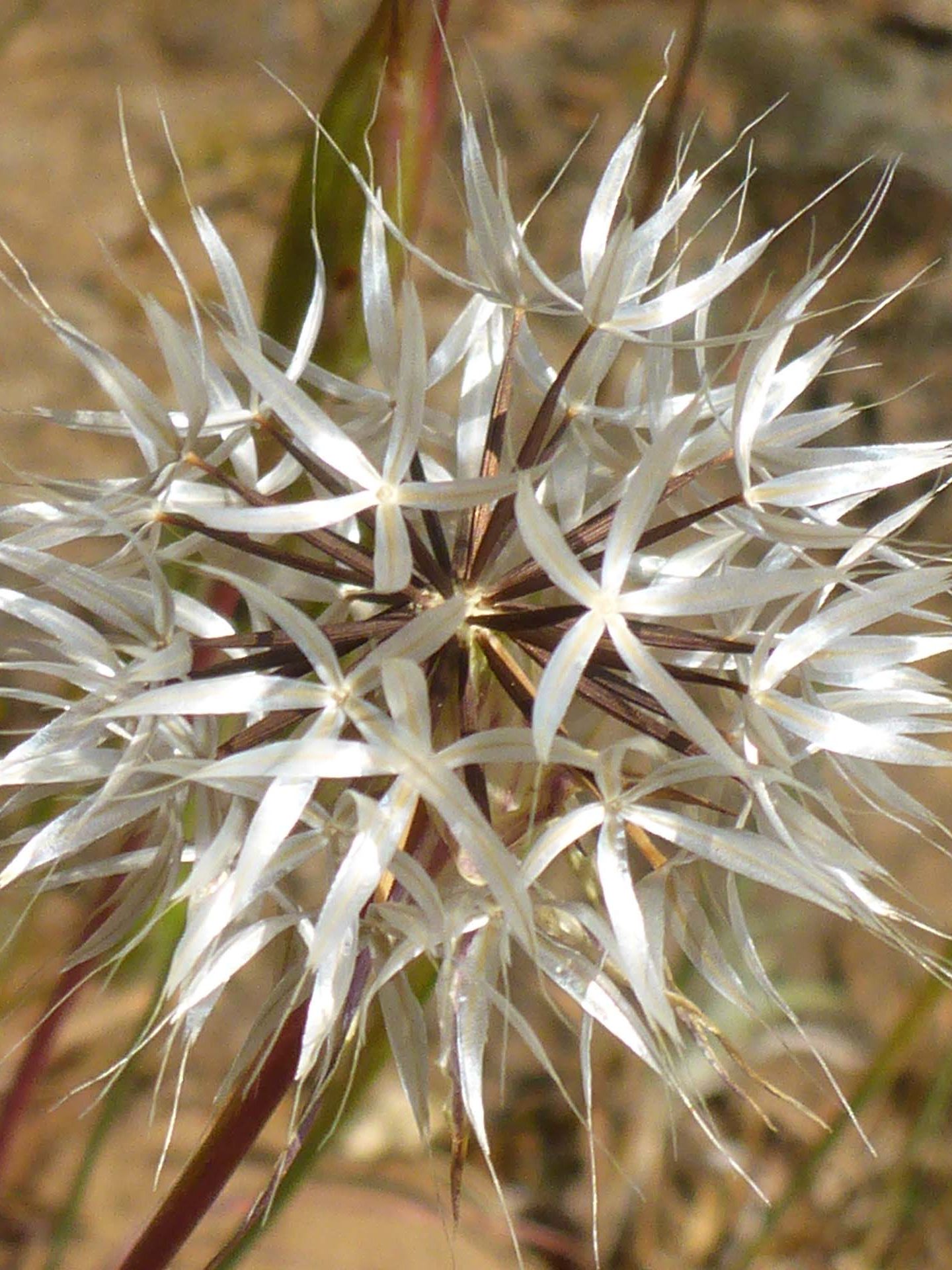Silverpuffs seed head close-up. D. Burk.