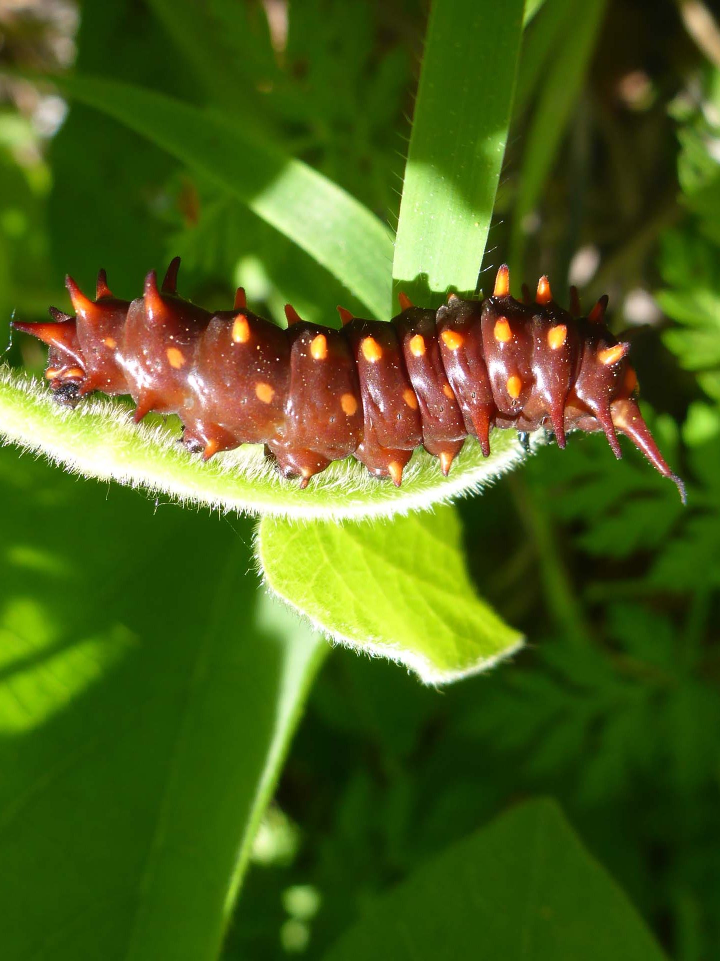 Pipevine swallowtail caterpillar. D. Burk.