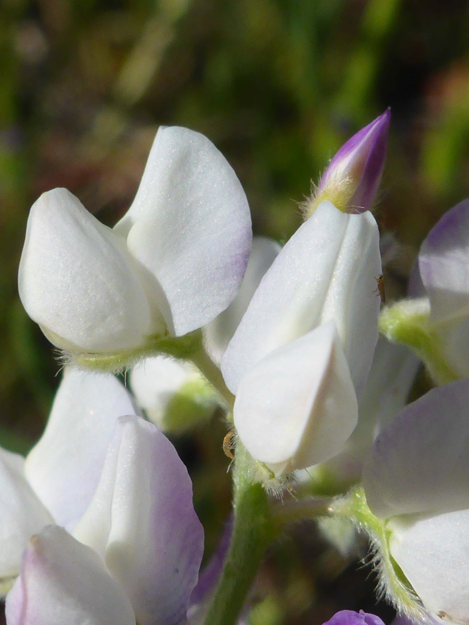 White mutation of bicolor lupine. D. Burk.