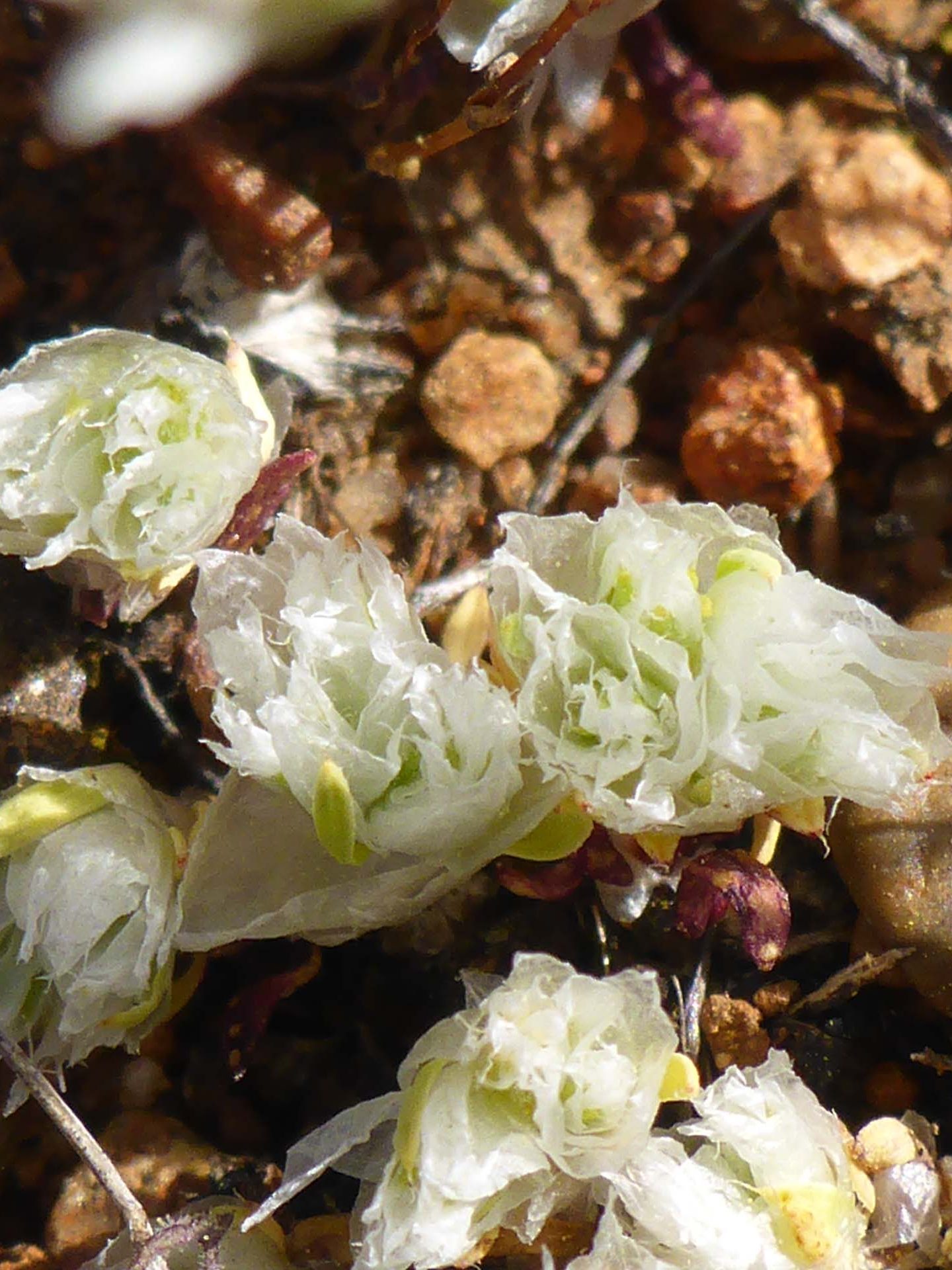 Ahart's paronychia close-up. D. Burk.